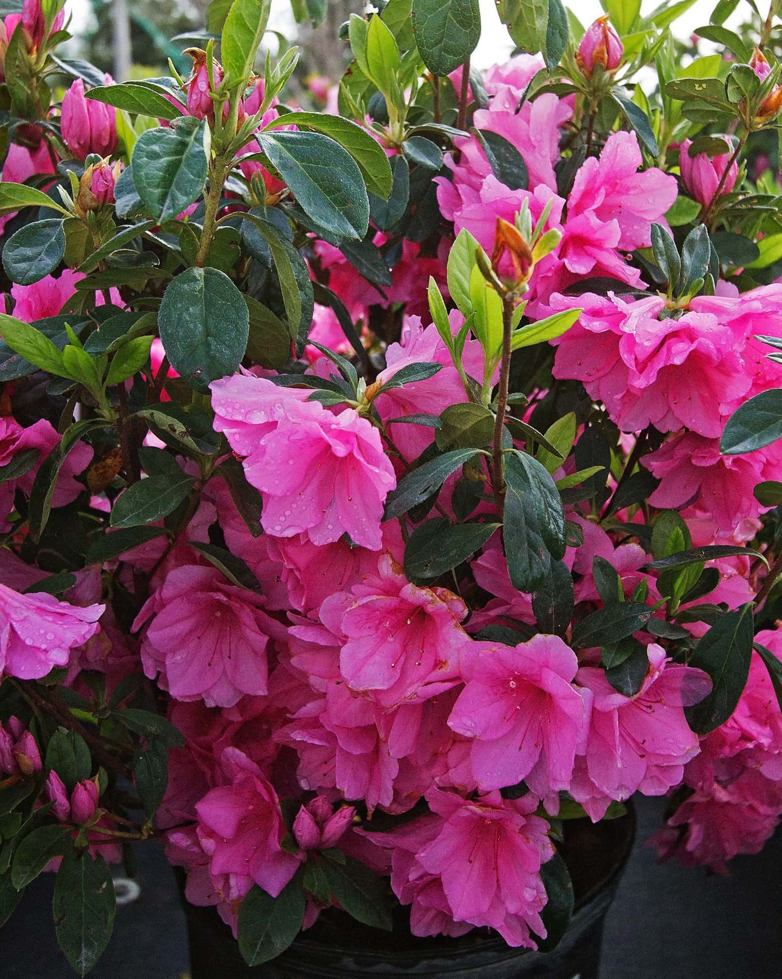 Azalea Pink Ruffle - Main Image