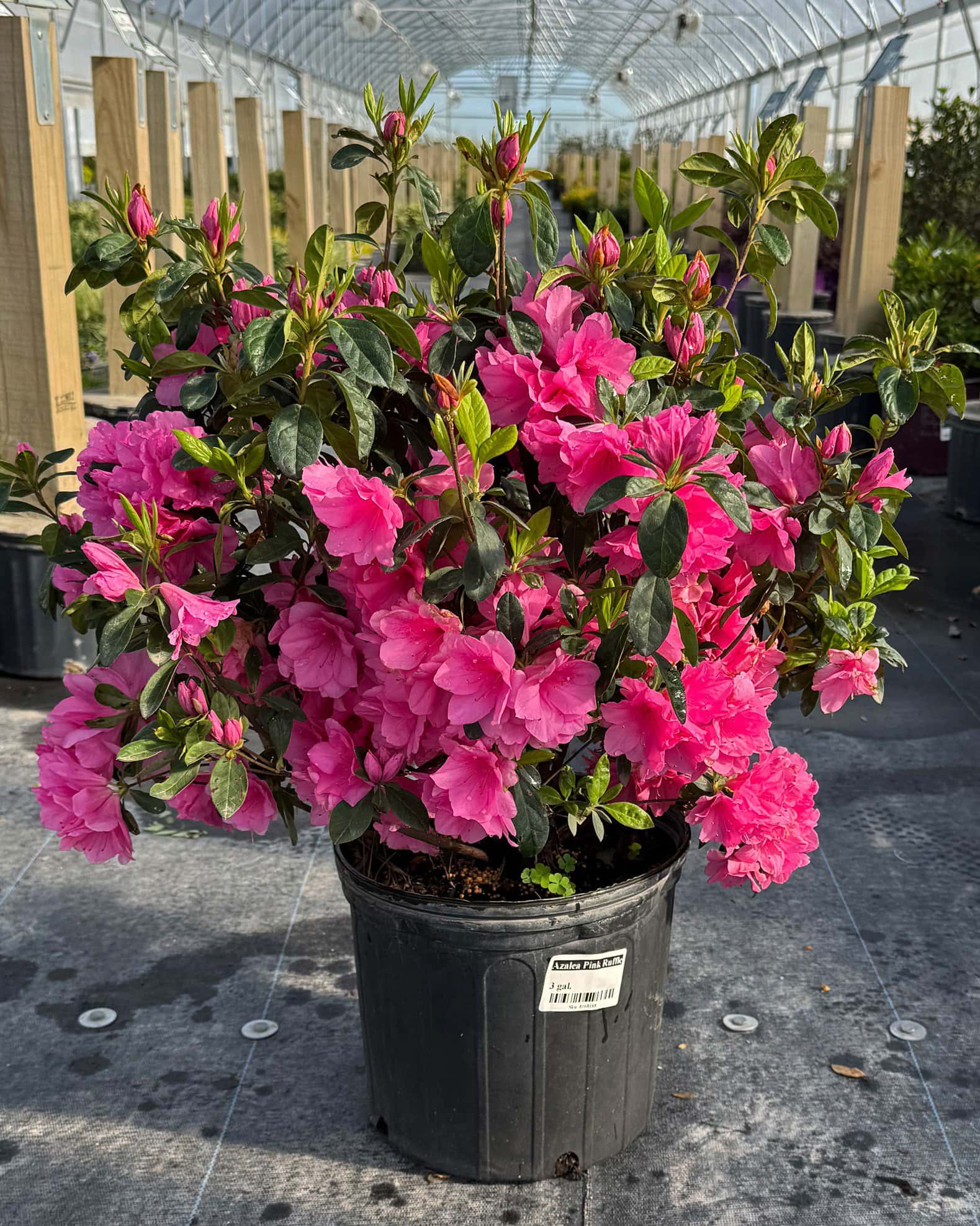 Azalea Pink Ruffle - Image 1
