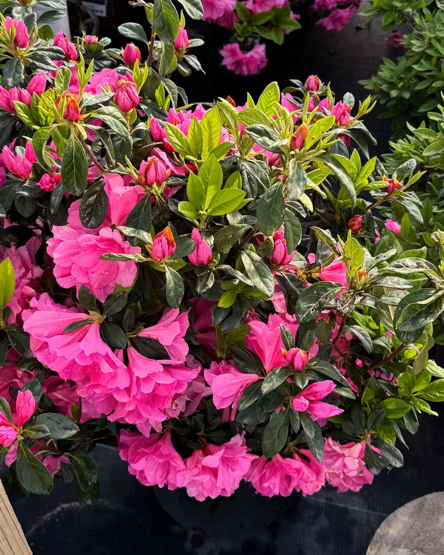 Azalea Pink Ruffle - Image 2
