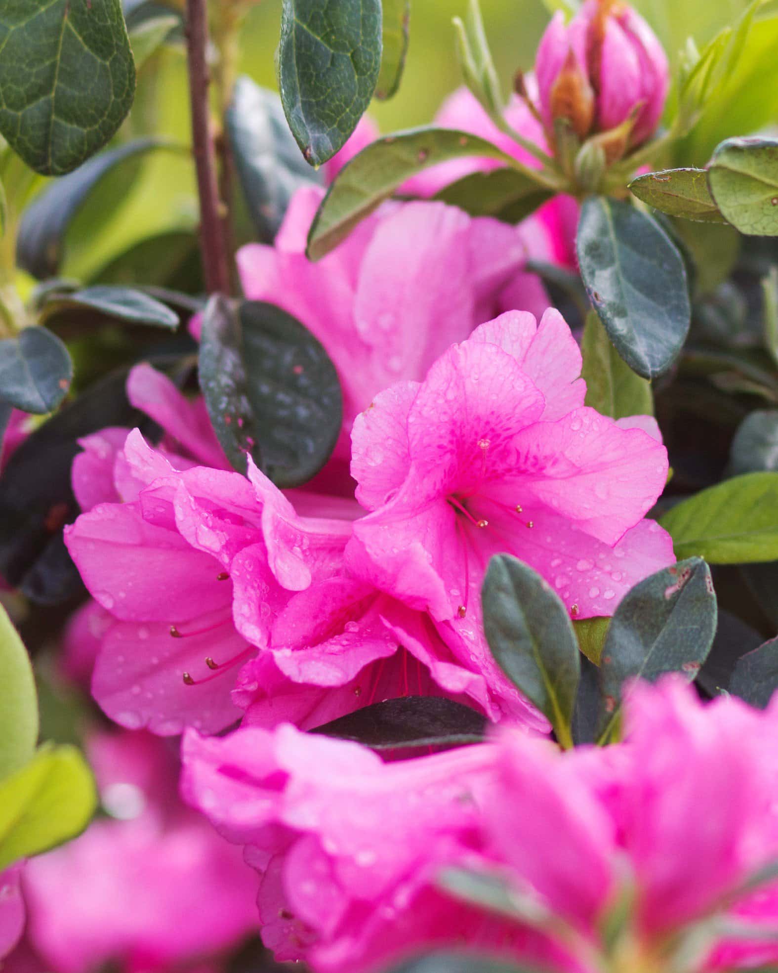 Azalea Pink Ruffle - Image 3