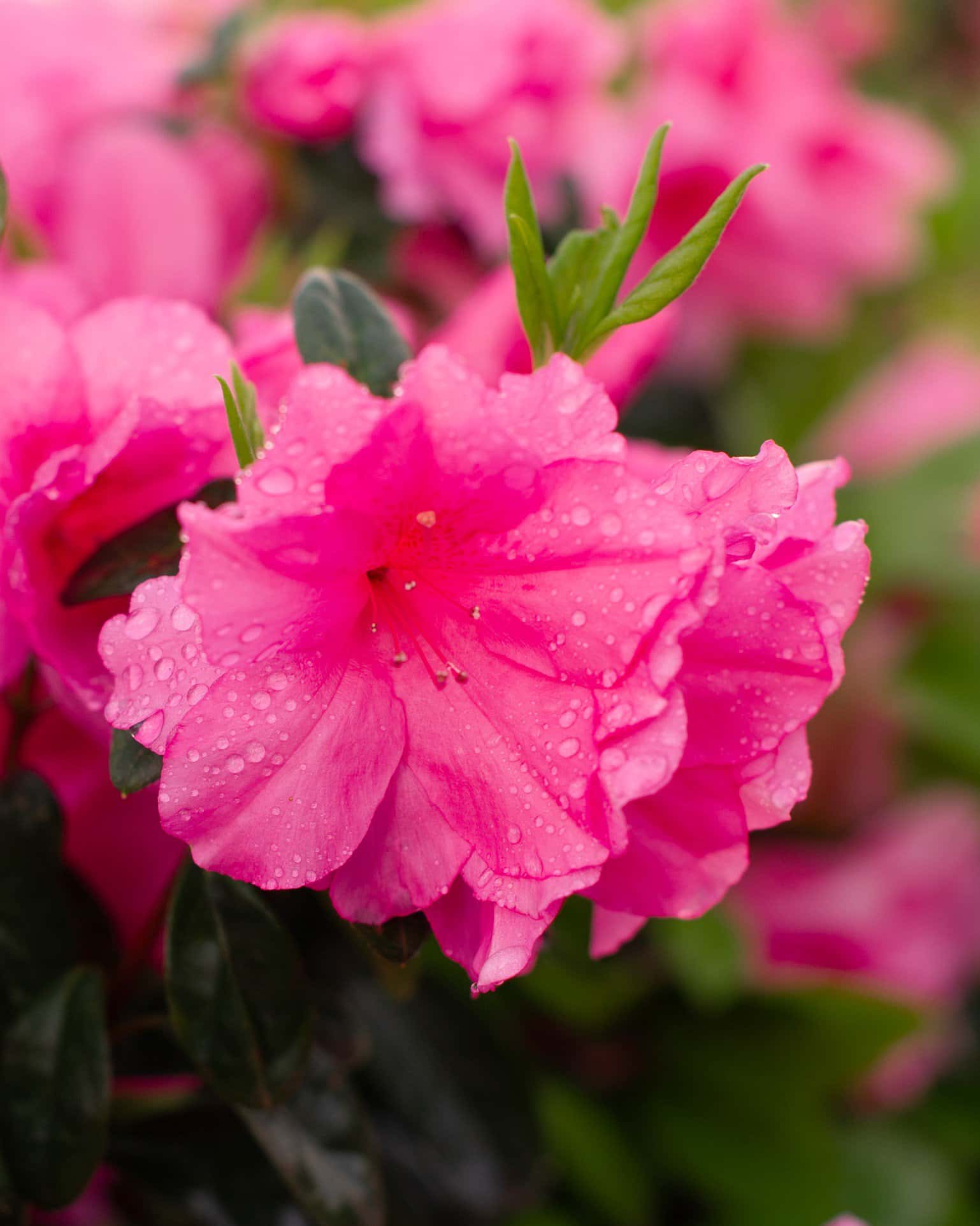 Azalea Pink Ruffle - Image 4