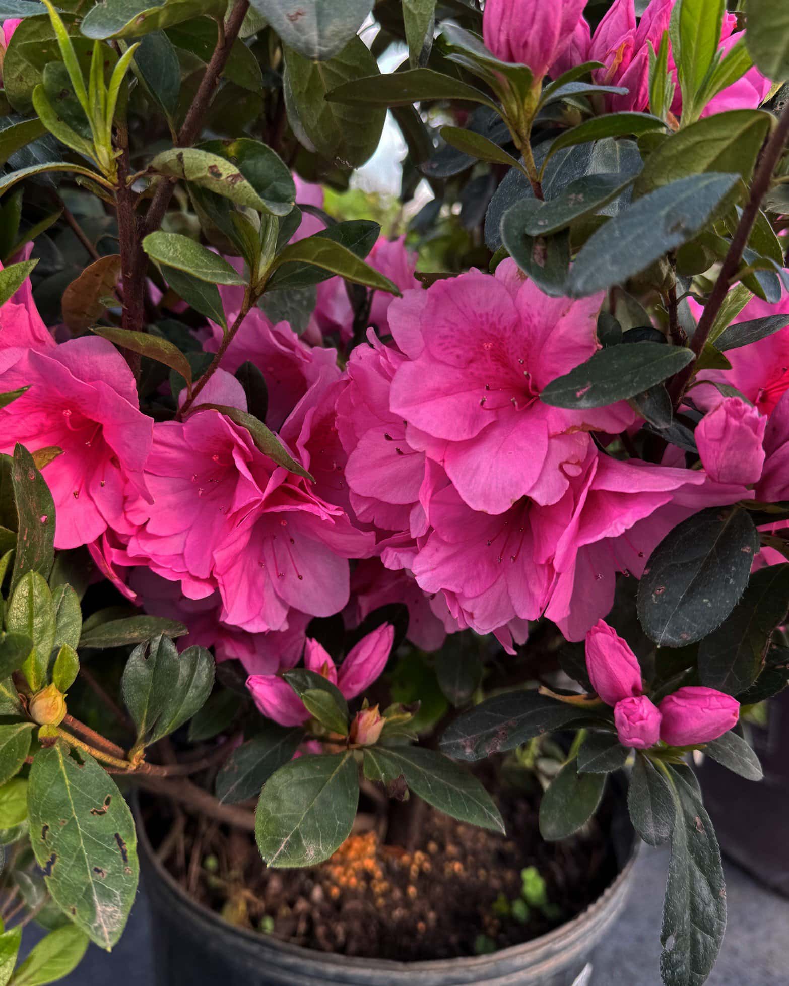 Azalea Pink Ruffle - Image 5