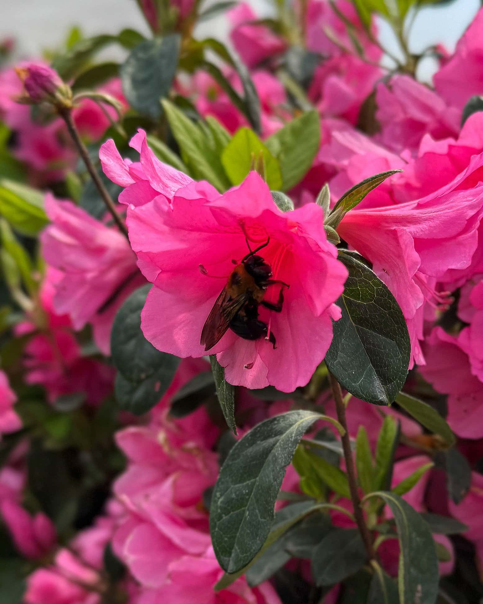 Azalea Pink Ruffle - Image 6