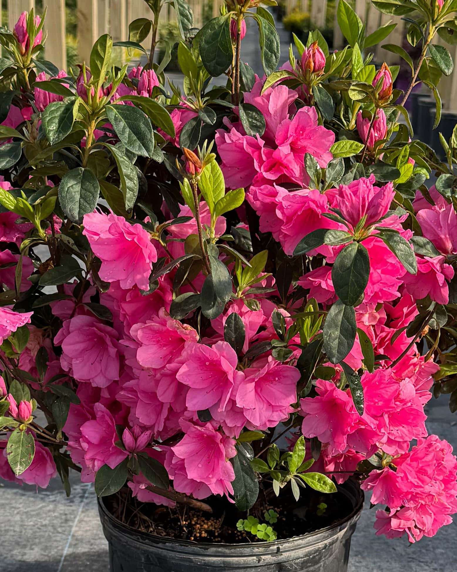 Azalea Pink Ruffle - Image 7
