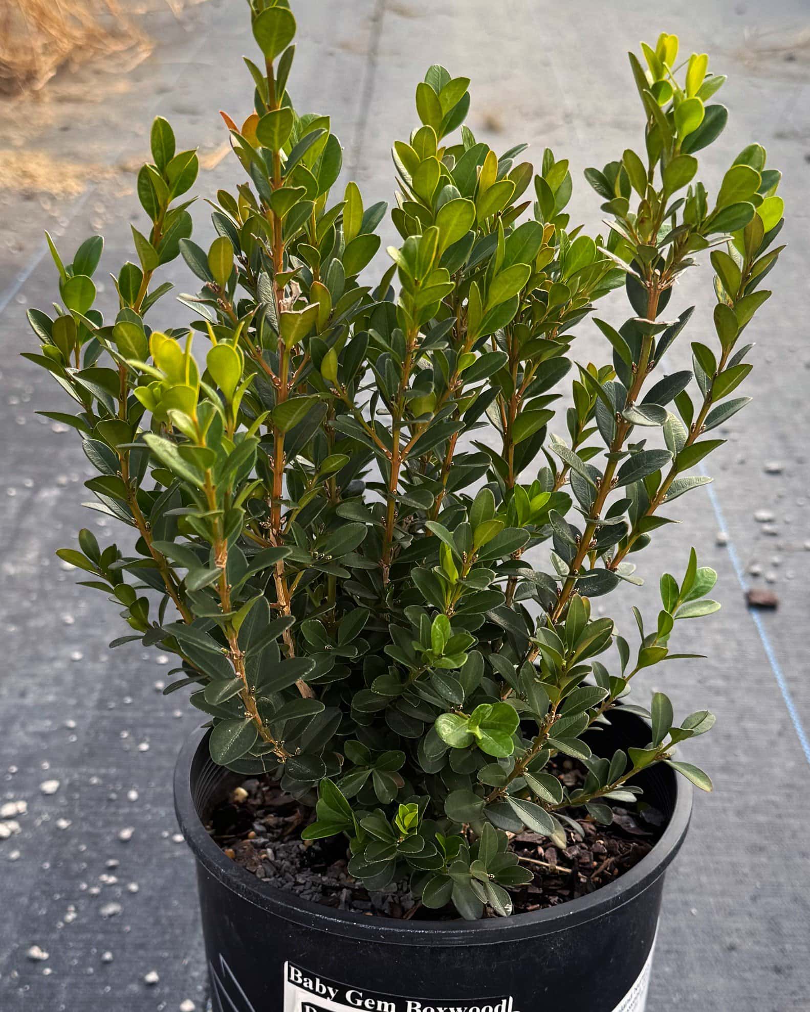 Baby Gem Boxwood - Main Image