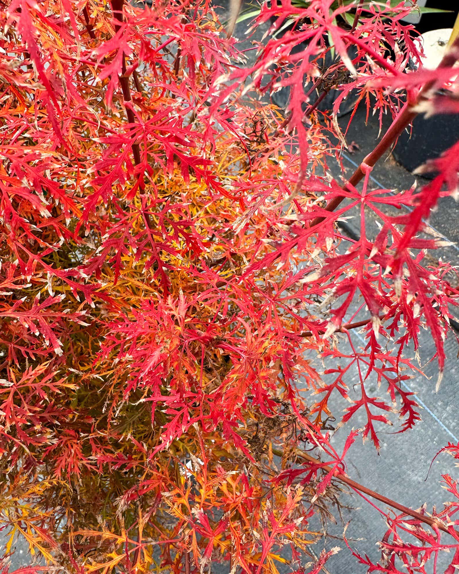 Baby Lace Japanese Maple - Image 2