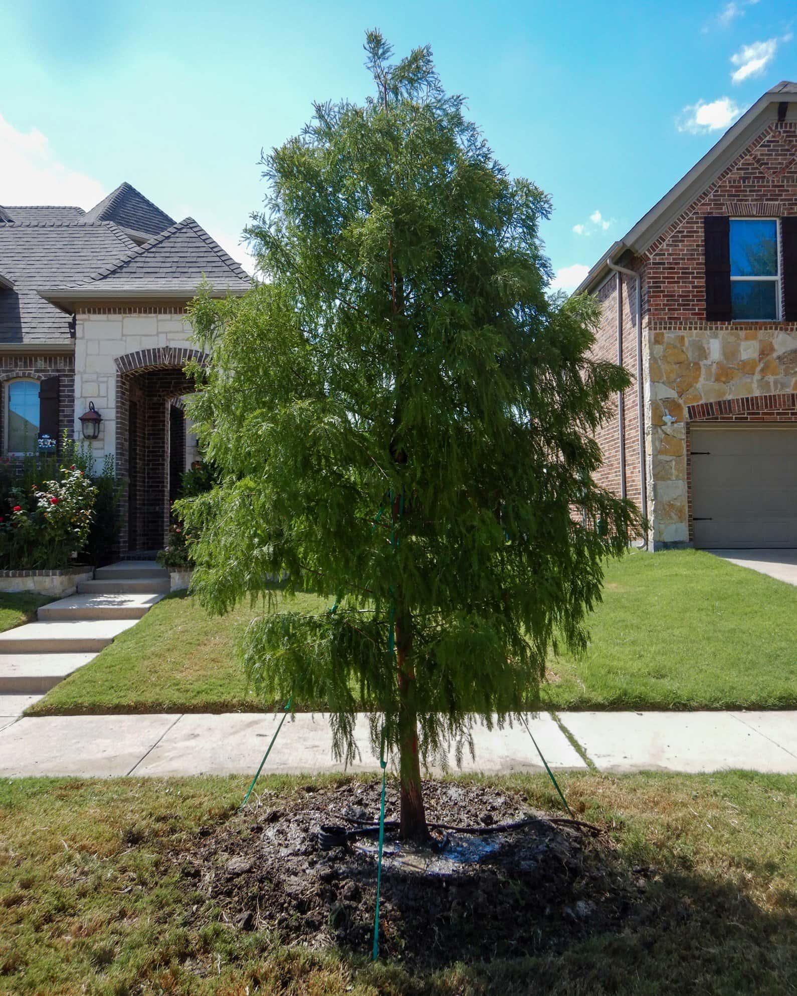 Bald Cypress - Main Image