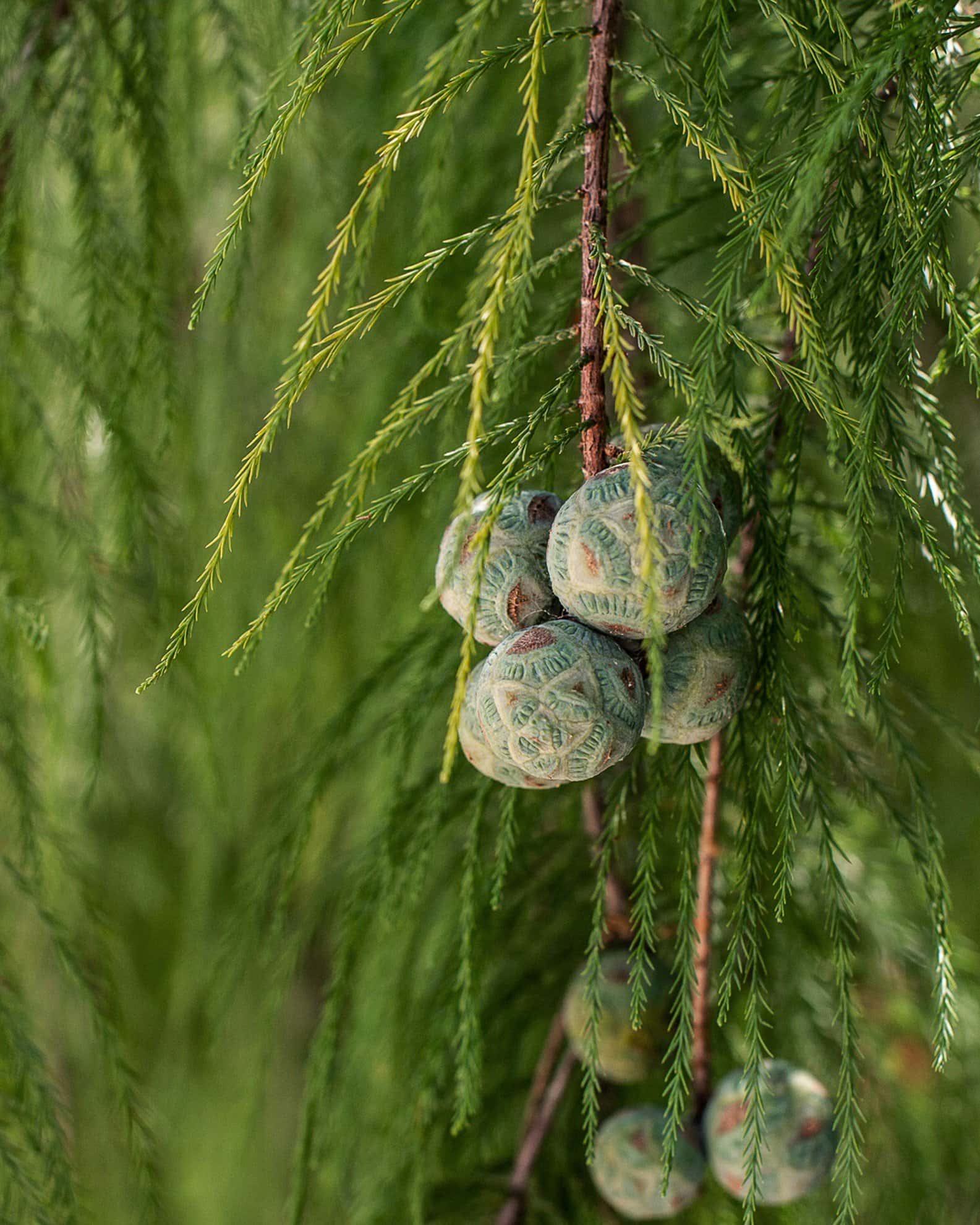 Bald Cypress - Image 2