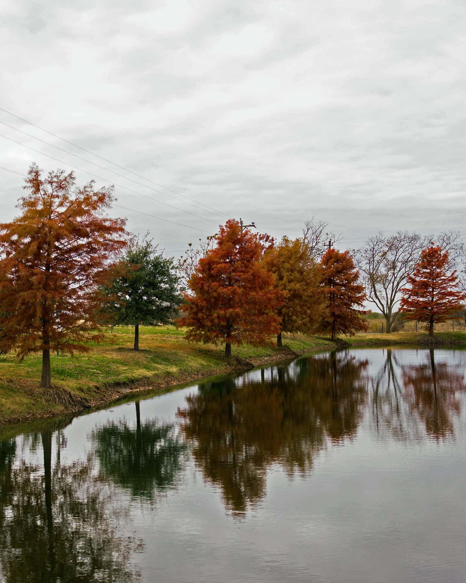 Bald Cypress - Image 5