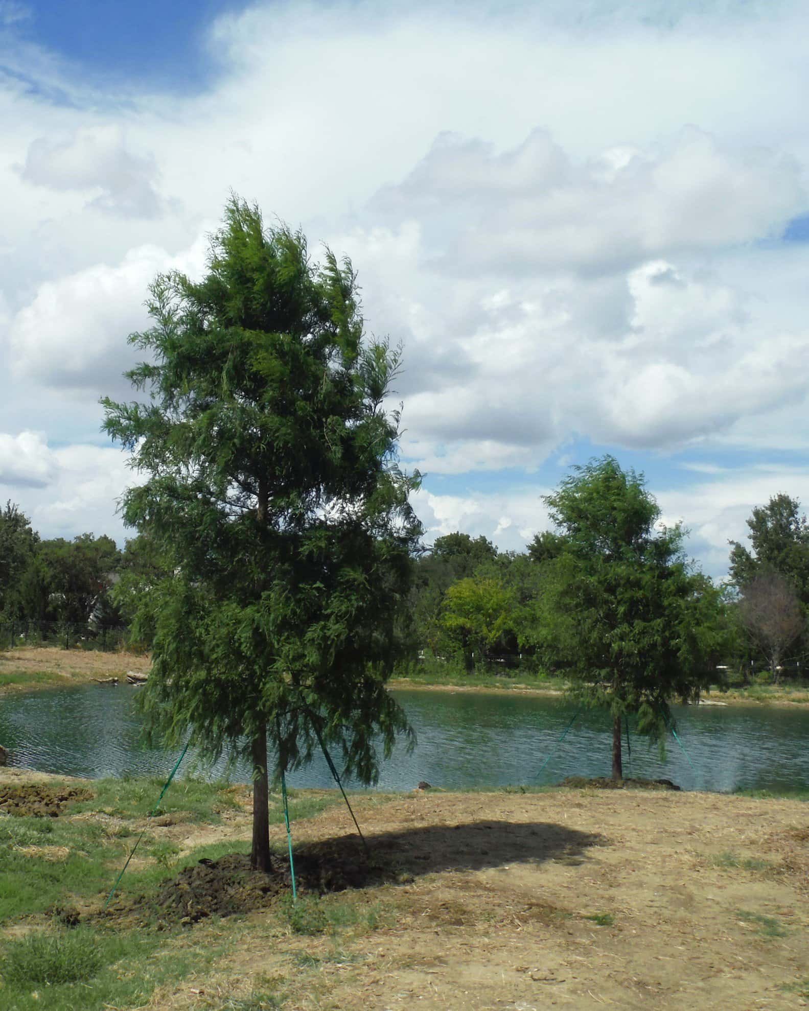 Bald Cypress - Image 6