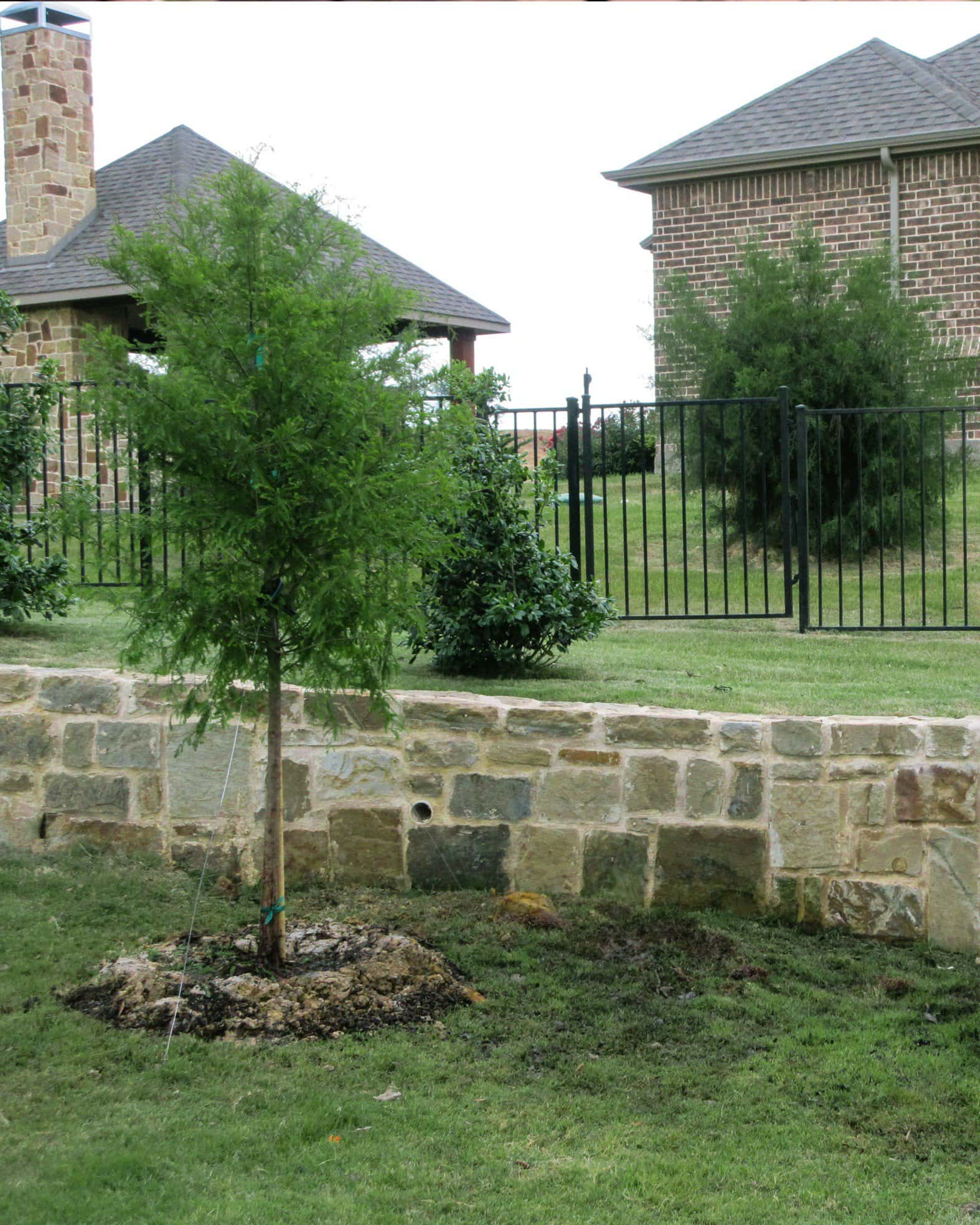 Bald Cypress - Image 7