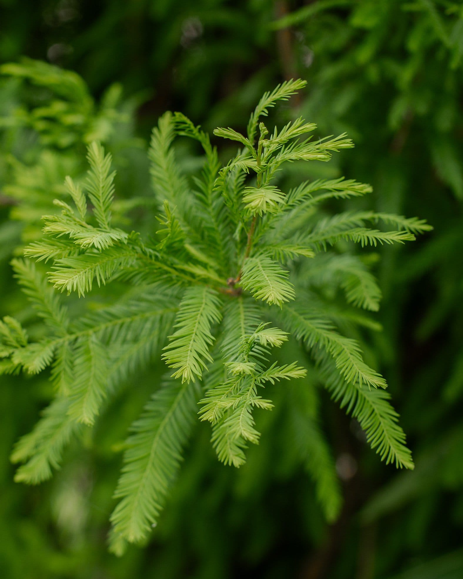 Bald Cypress Lindsey's Skyward - view 2