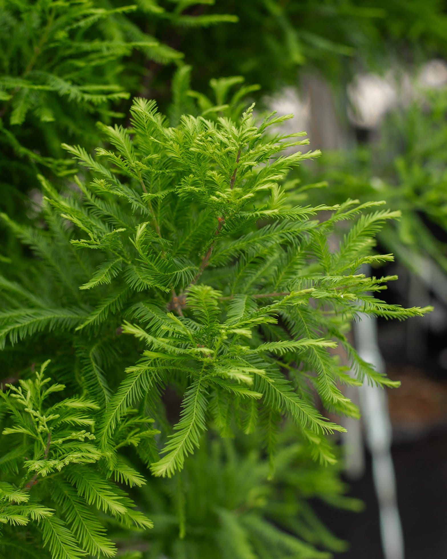Bald Cypress Lindsey's Skyward - view 3