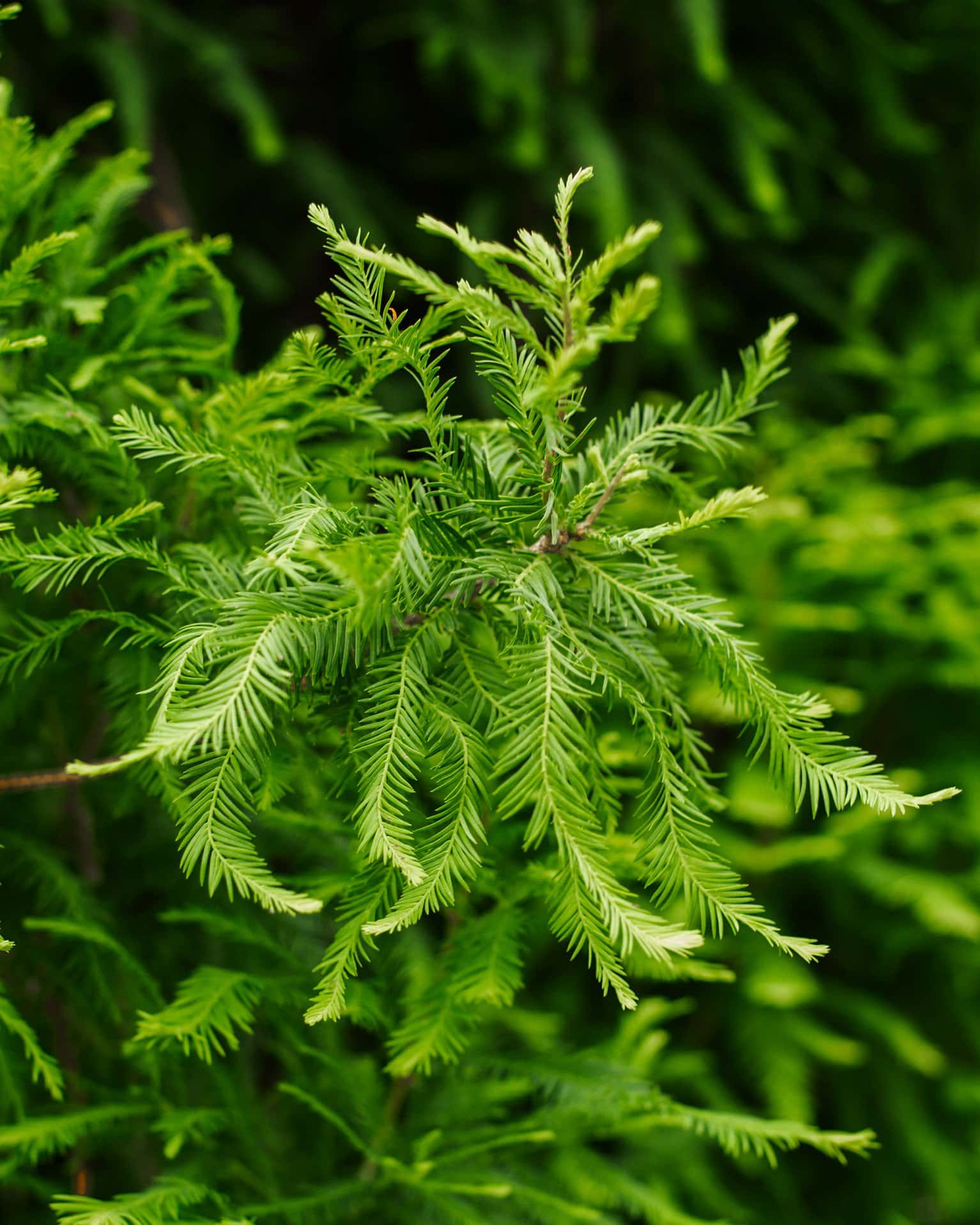 Bald Cypress Lindsey's Skyward - Image 4