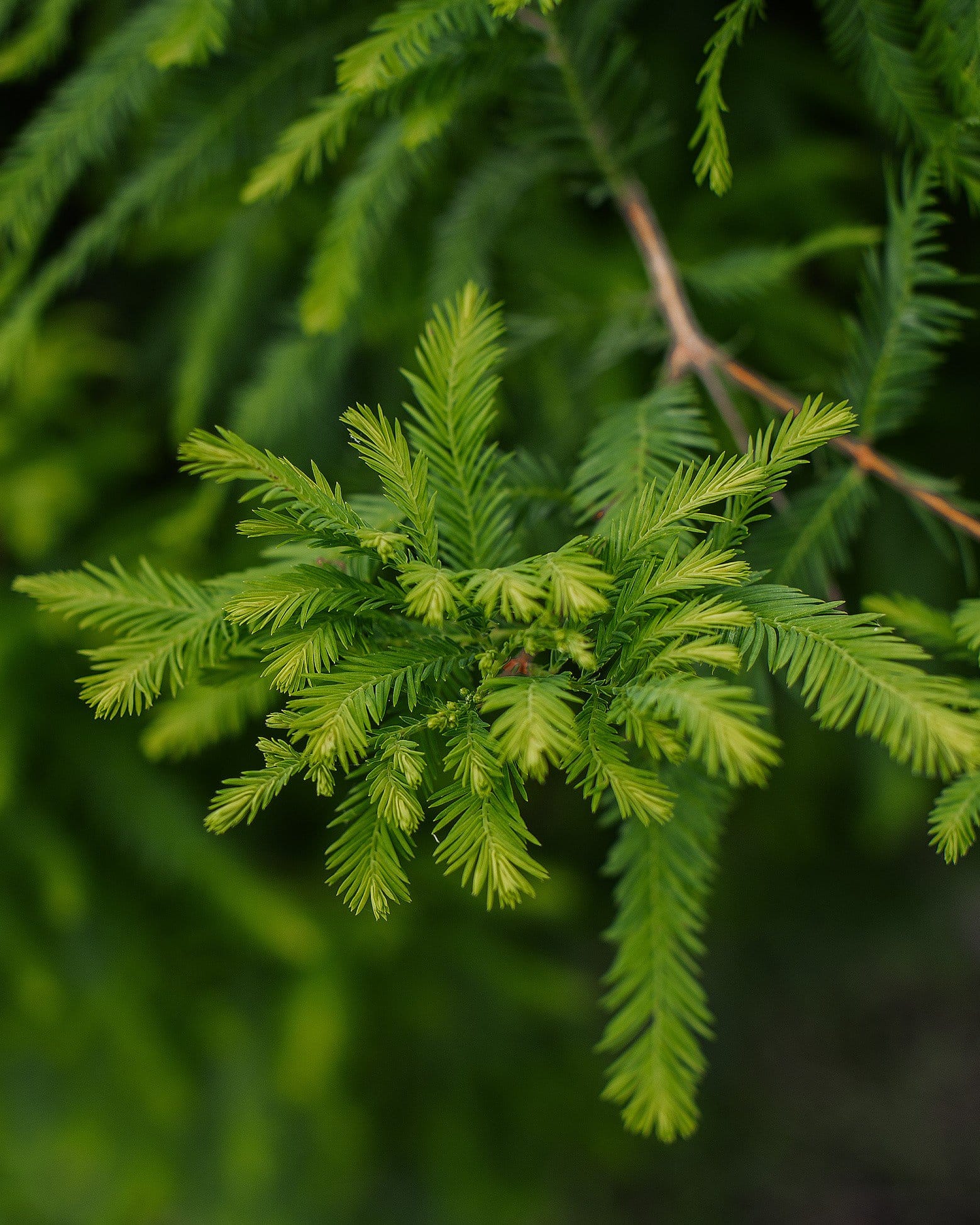 Bald Cypress Lindsey's Skyward - view 4