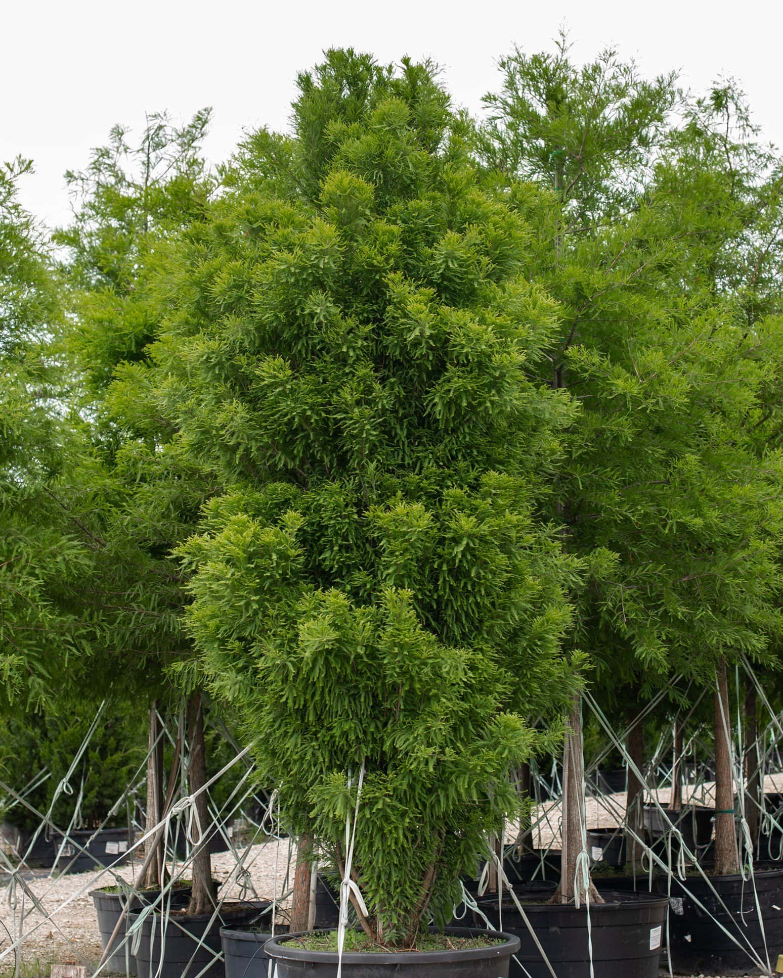 Bald Cypress Lindsey's Skyward - Main Image
