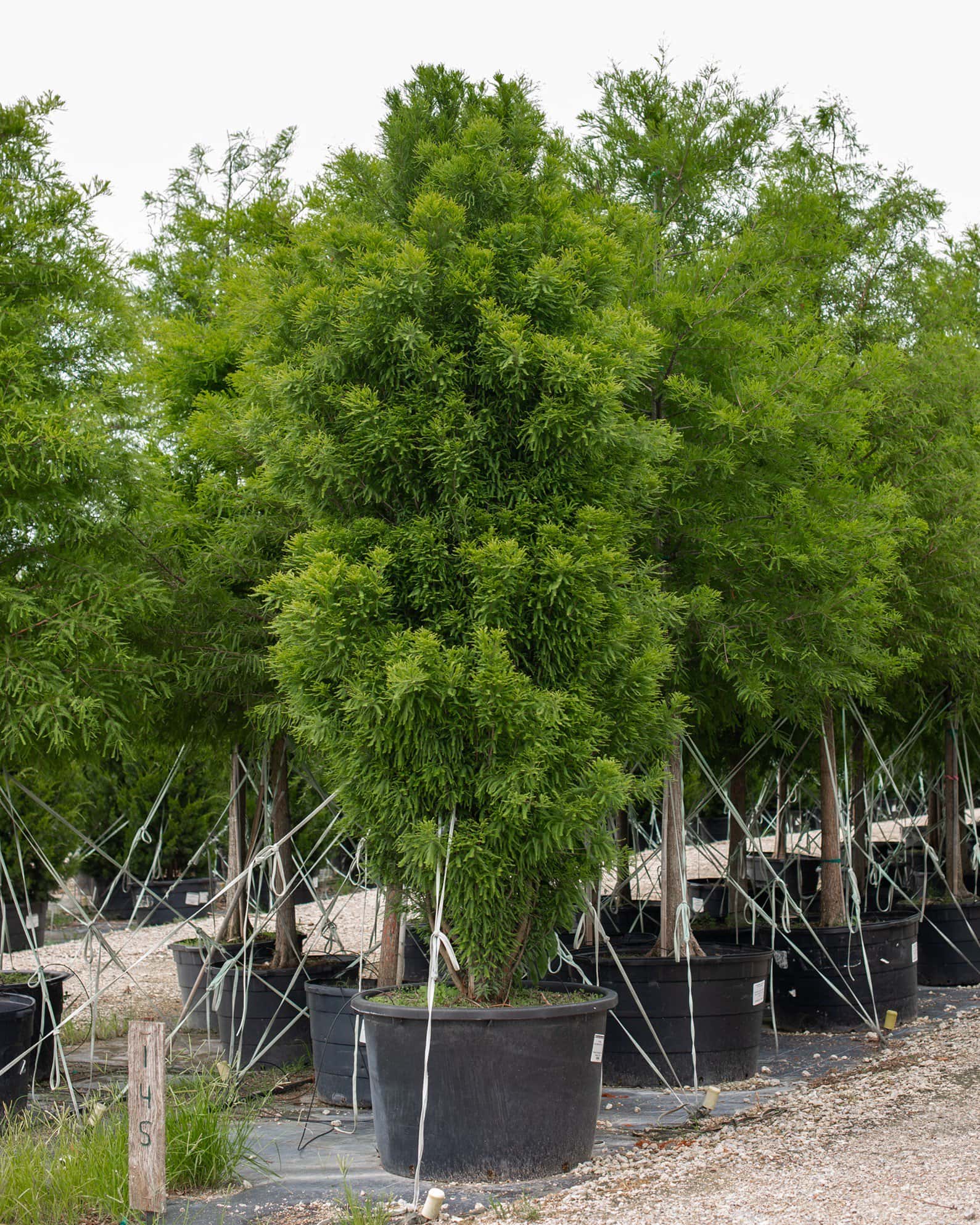 Bald Cypress Lindsey's Skyward - Image 1