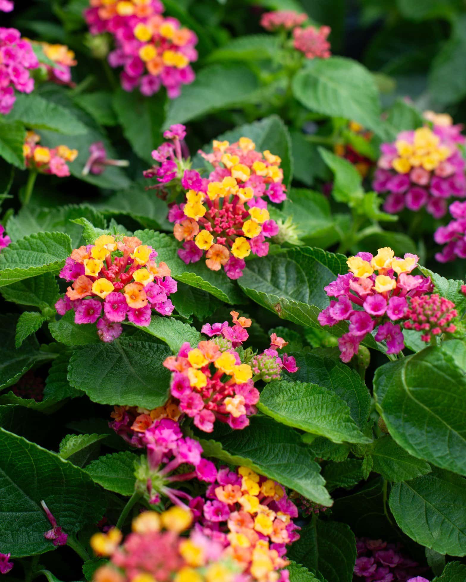 Bandana Cherry Sunrise Lantana - Main Image