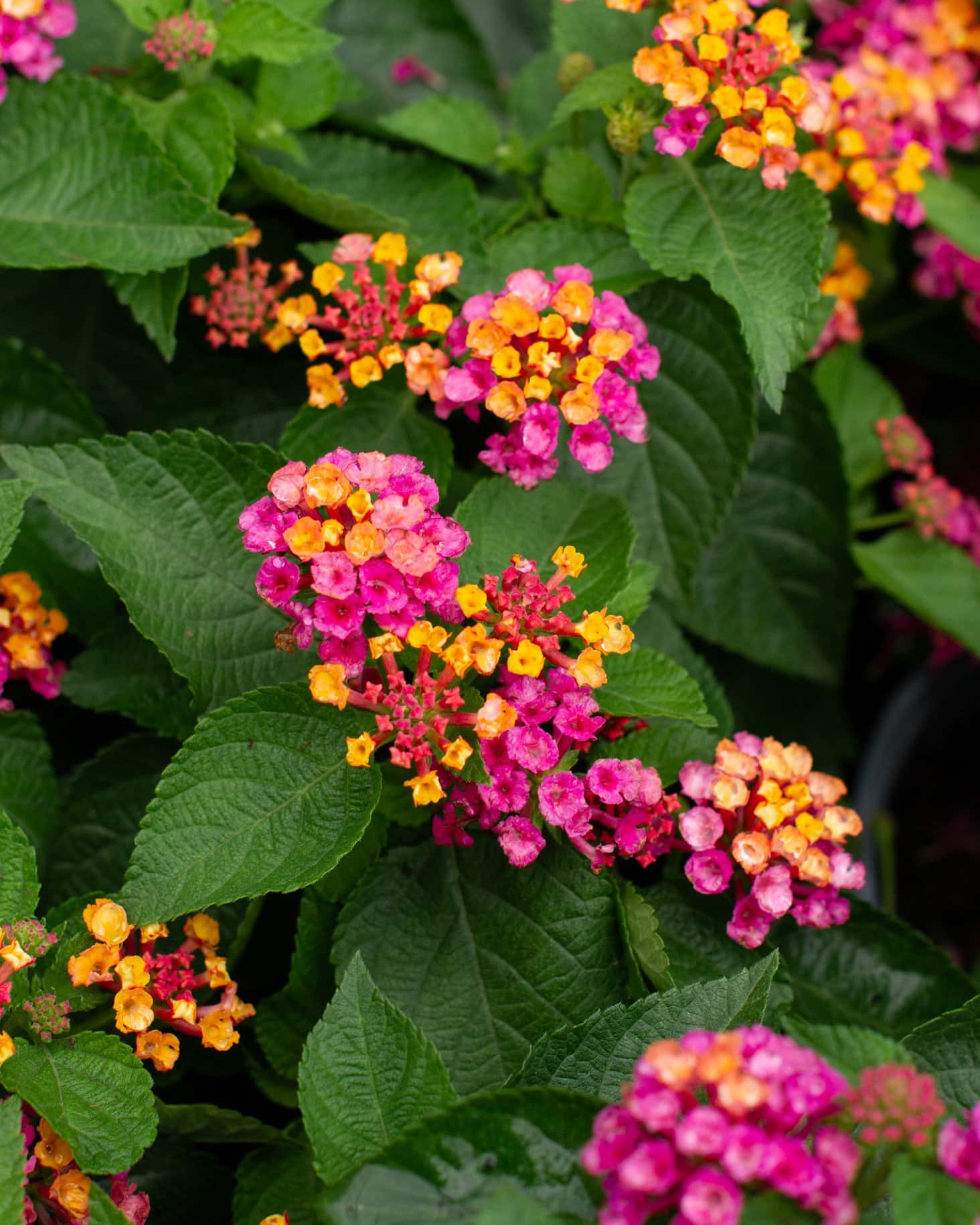 Bandana Cherry Sunrise Lantana - Image 1