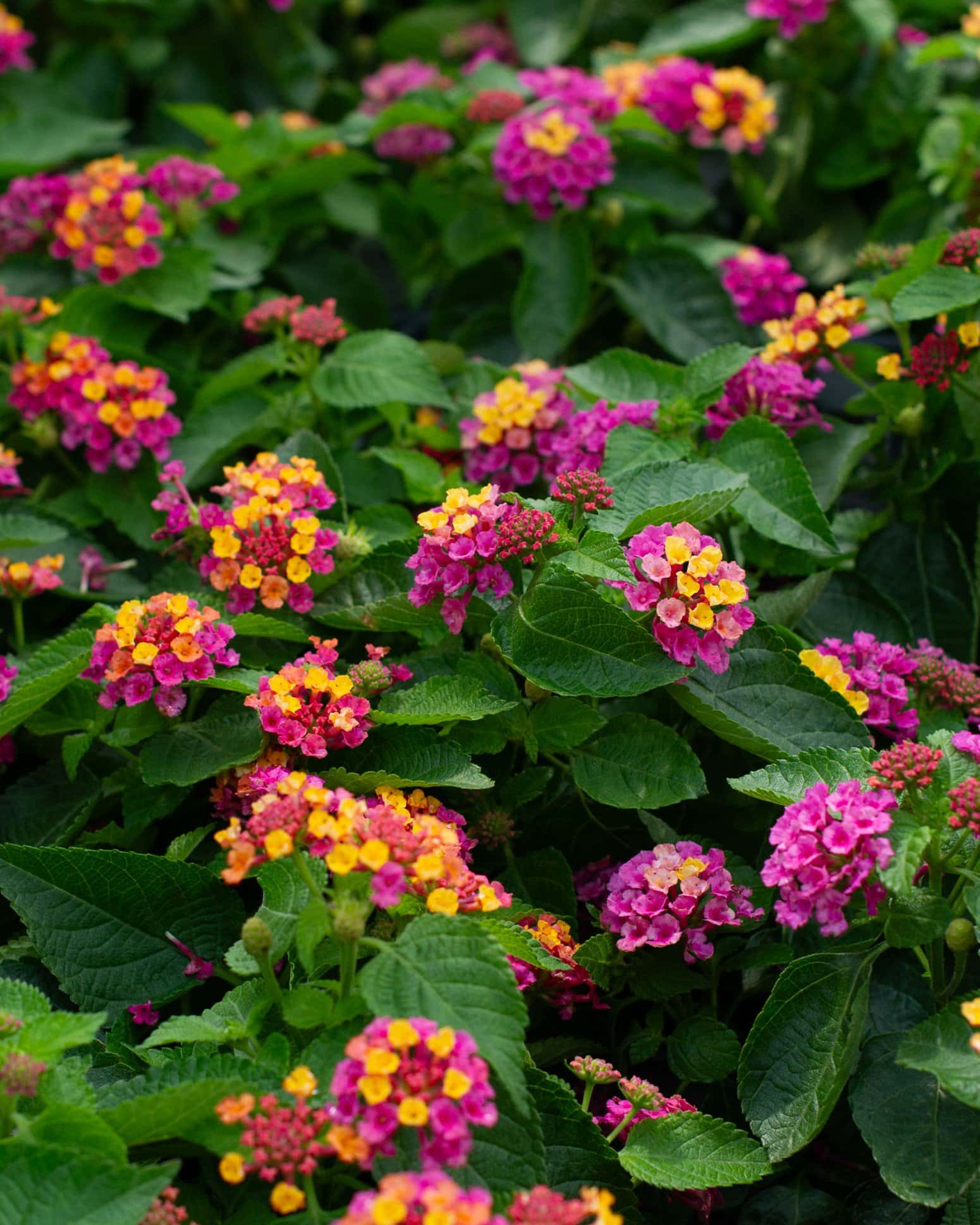Bandana Cherry Sunrise Lantana - Image 2