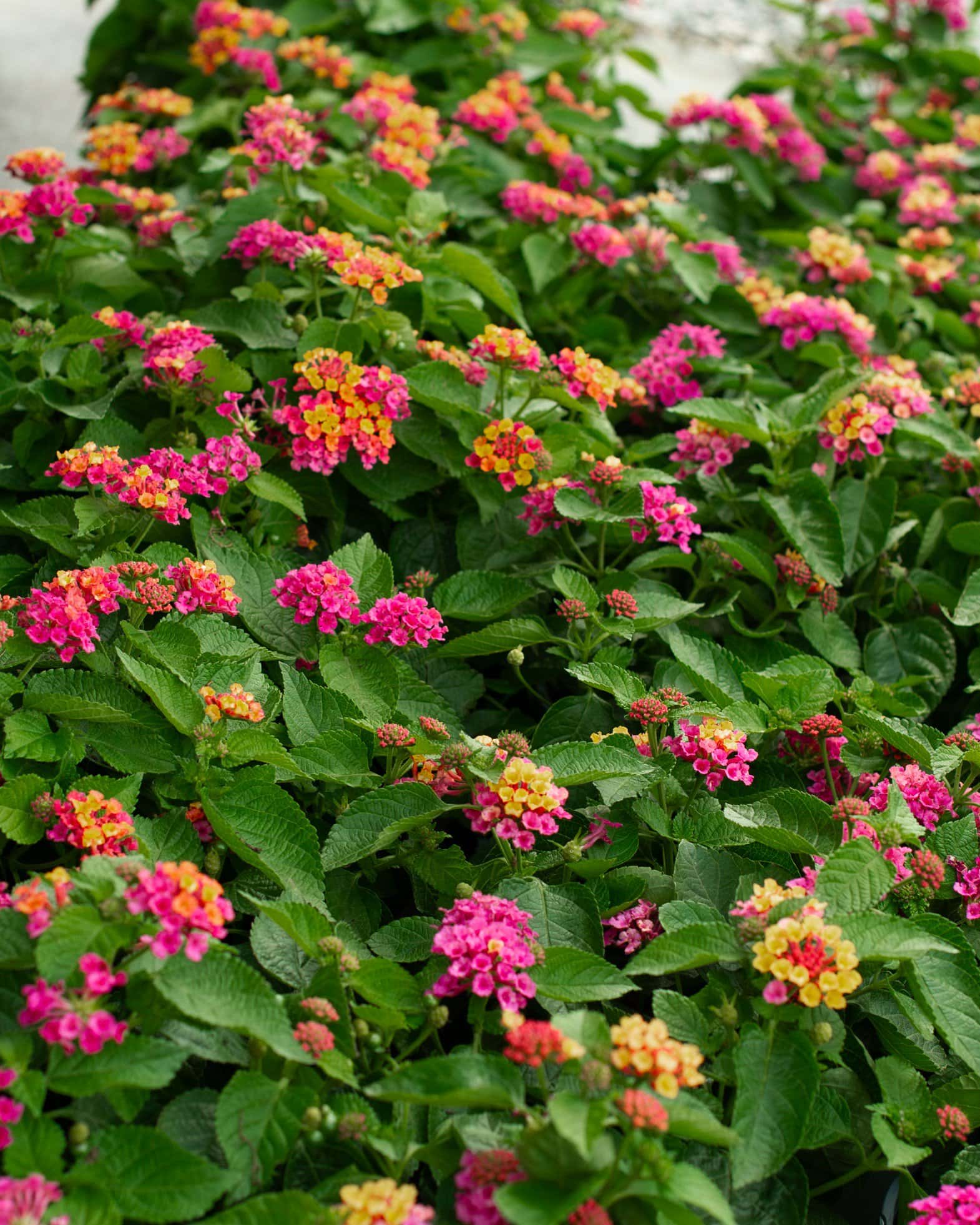 Bandana Cherry Sunrise Lantana - Image 3