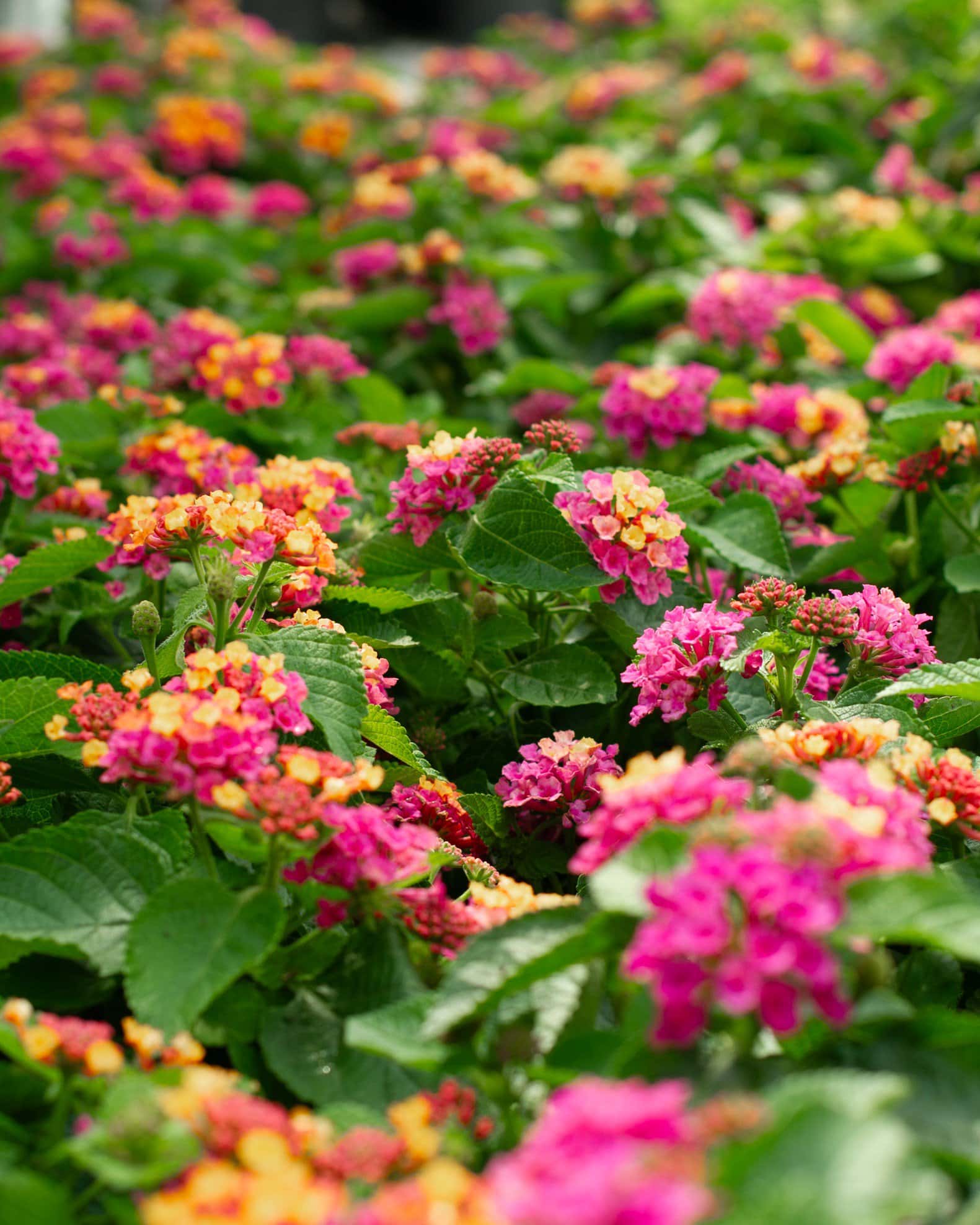 Bandana Cherry Sunrise Lantana - Image 4