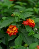 Bandolista Red Chili Lantana thumbnail 1