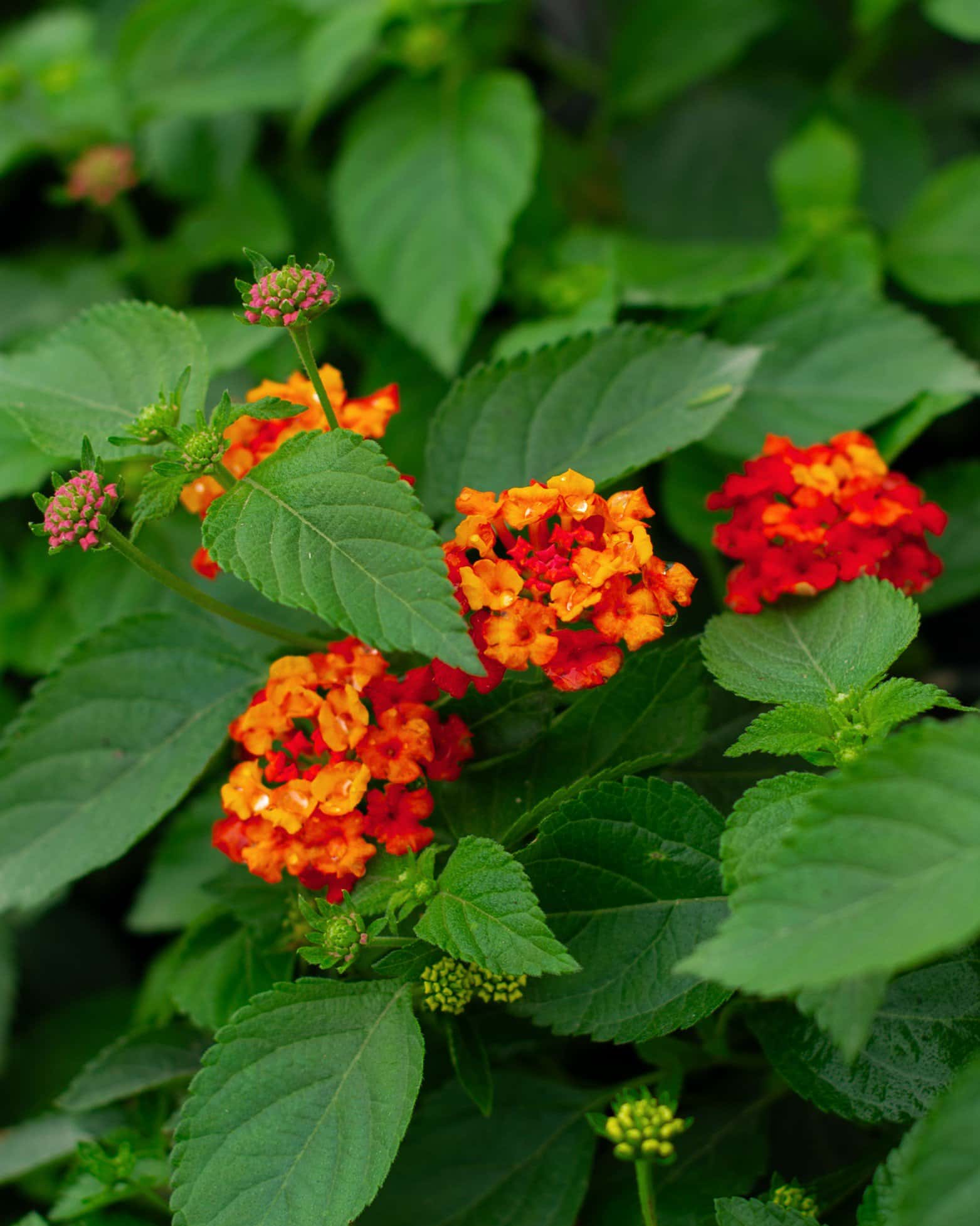 Bandolista Red Chili Lantana - Image 1