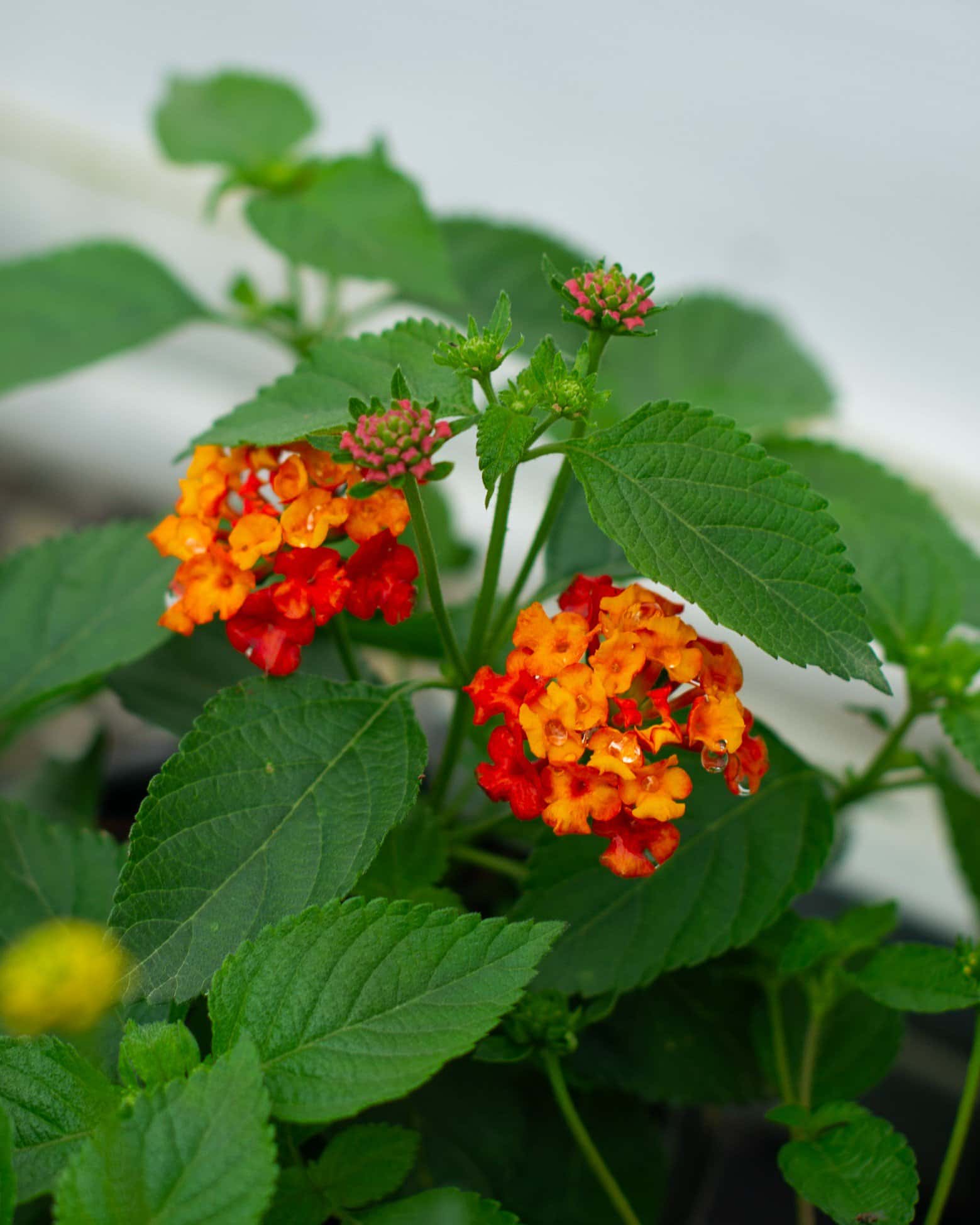 Bandolista Red Chili Lantana - Image 2