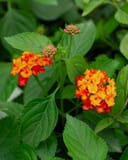 Bandolista Red Chili Lantana thumbnail 4