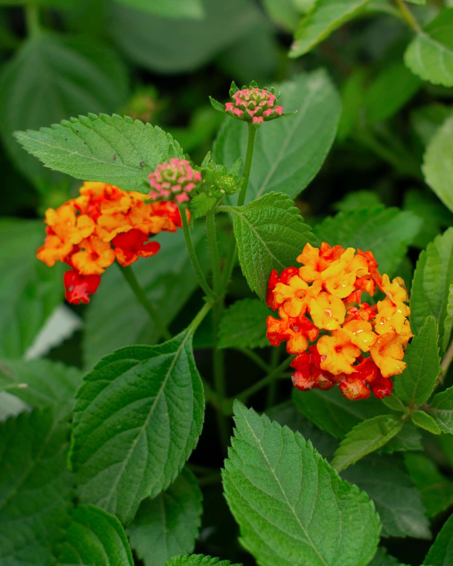 Bandolista Red Chili Lantana - Image 3