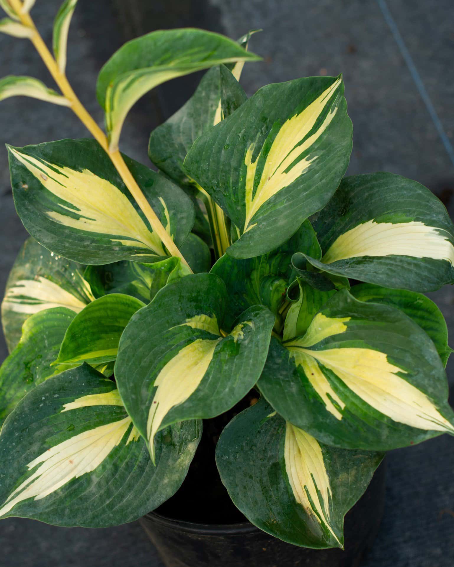 Beach Boy Hosta - Main Image