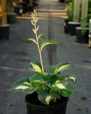 Beach Boy Hosta thumbnail 7