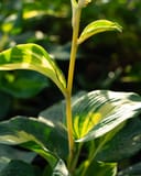 Beach Boy Hosta thumbnail 8