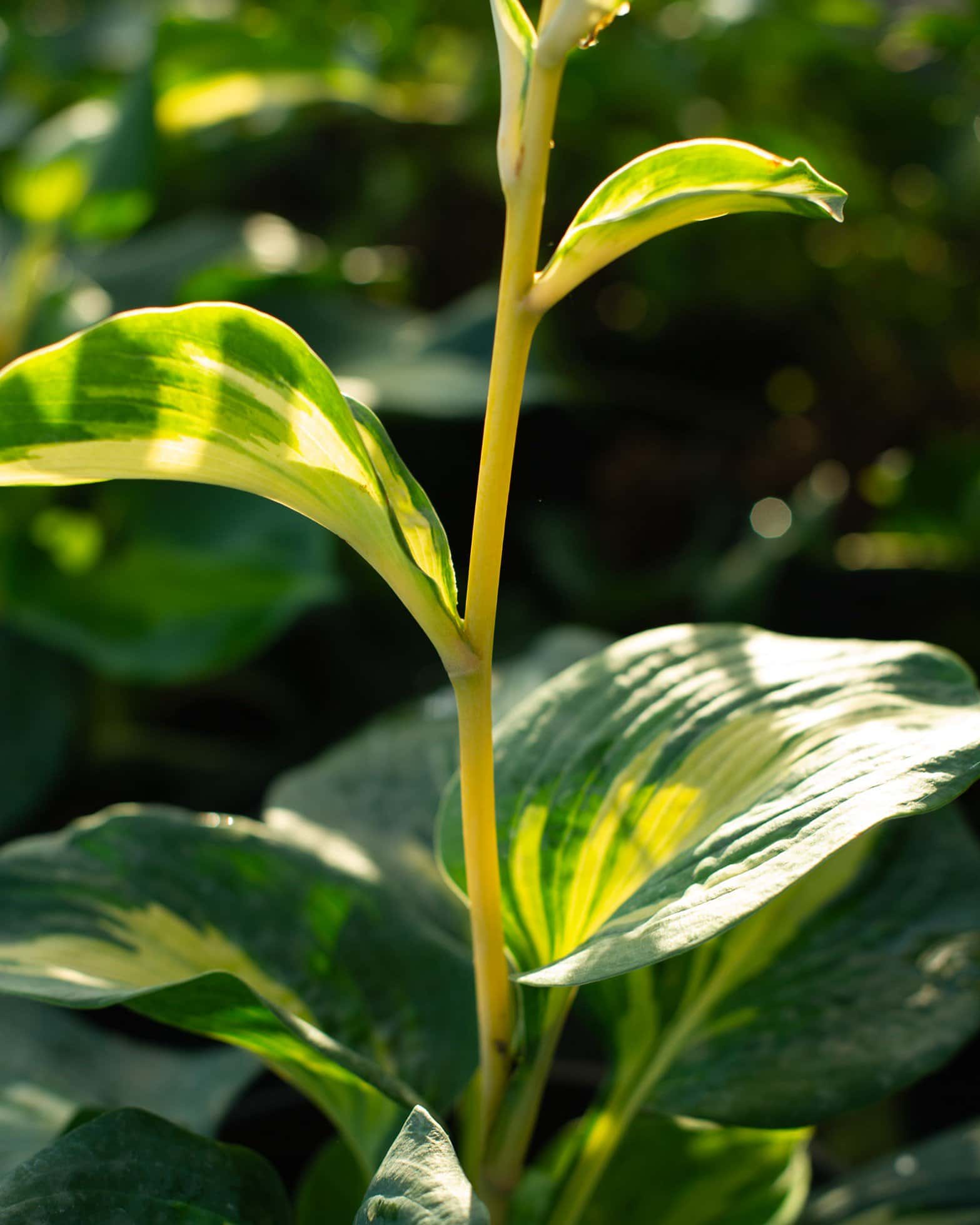 Beach Boy Hosta - Image 7