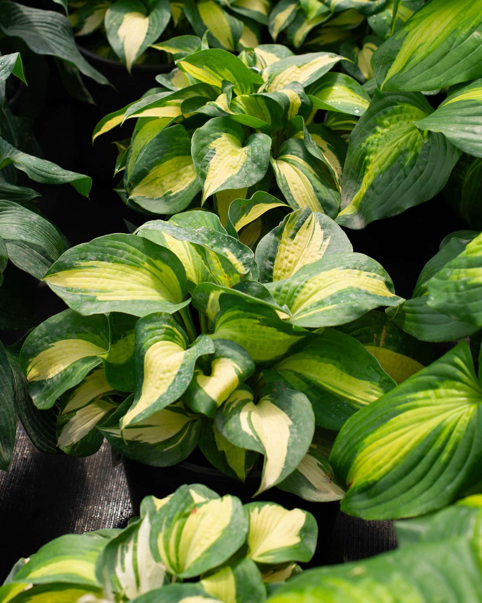 Beach Boy Hosta - Image 1