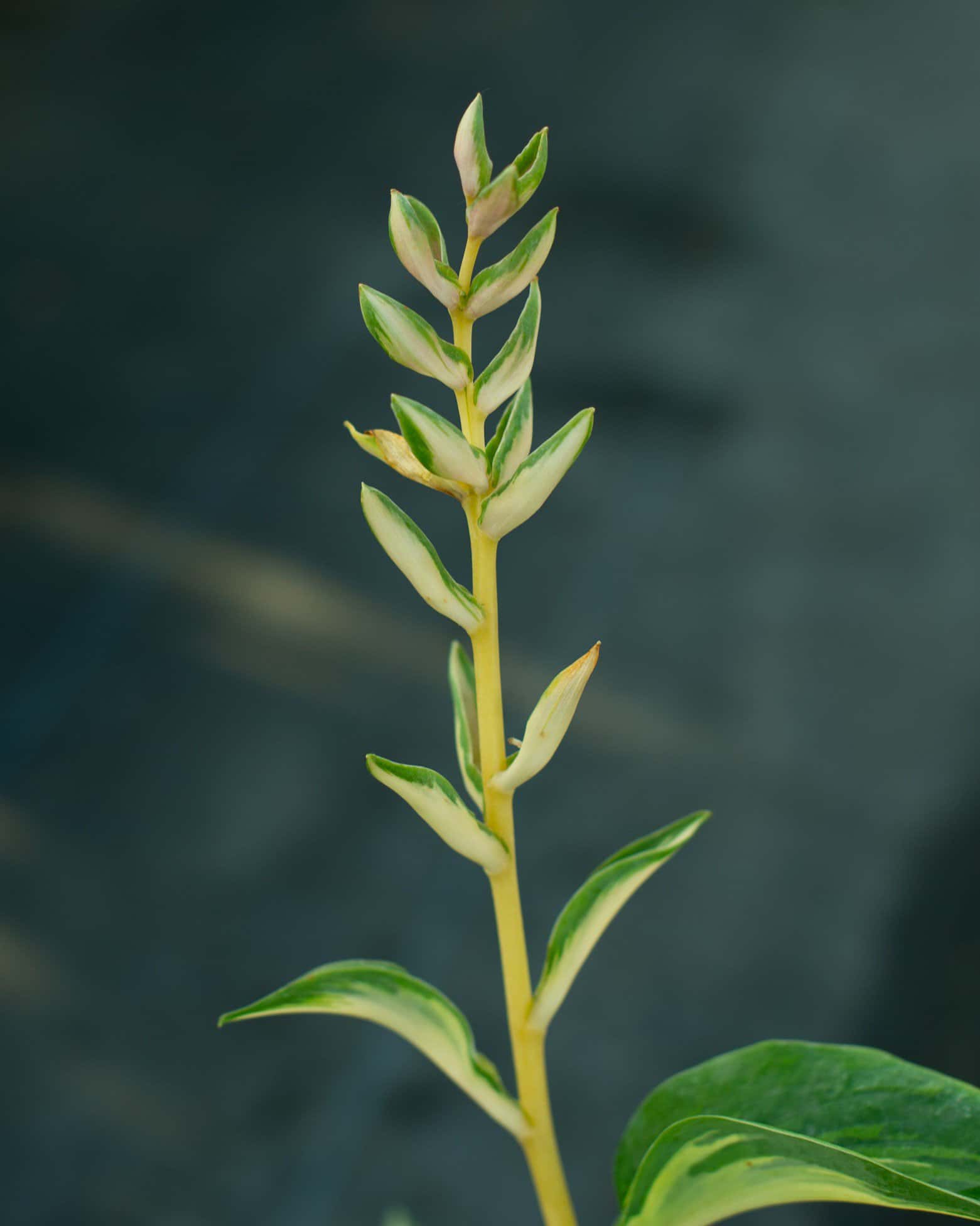 Beach Boy Hosta - Image 2