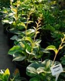 Beach Boy Hosta thumbnail 4