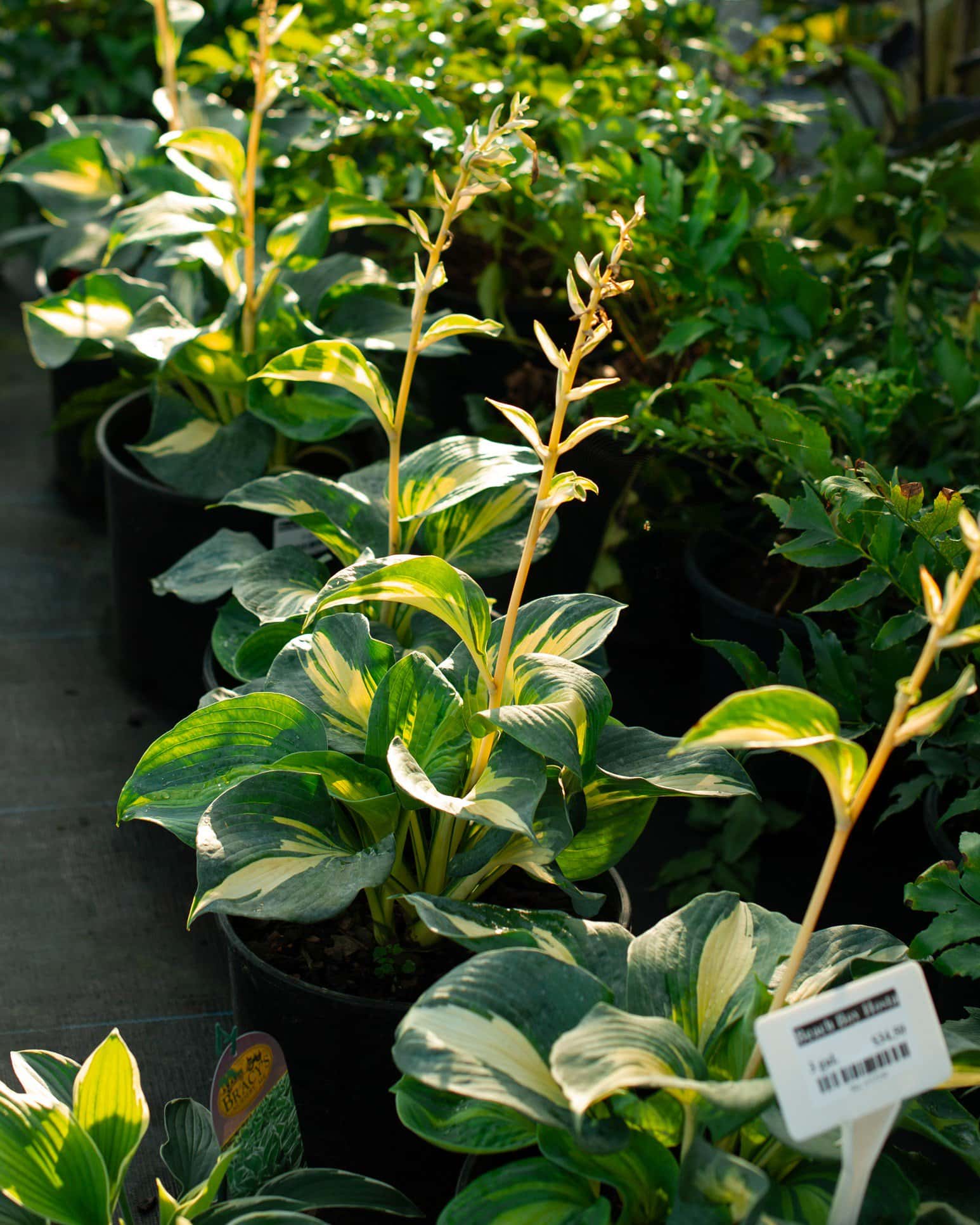 Beach Boy Hosta - Image 3