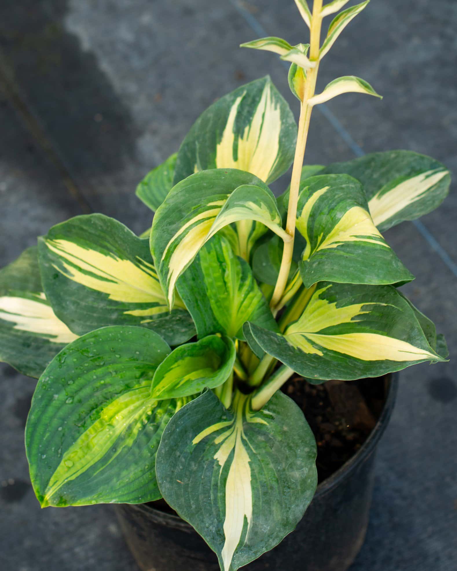 Beach Boy Hosta - Image 4
