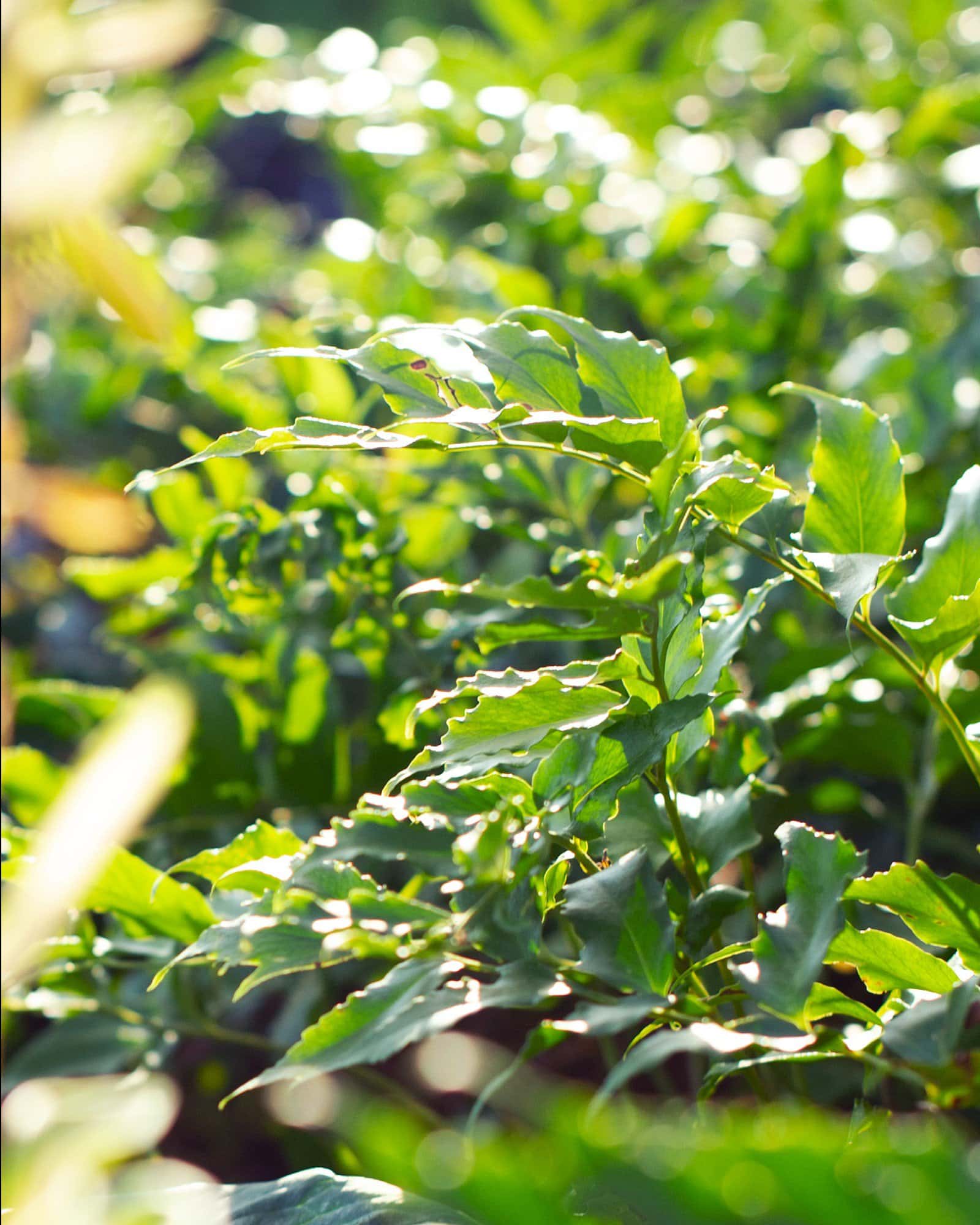 Holly Fern - Image 7