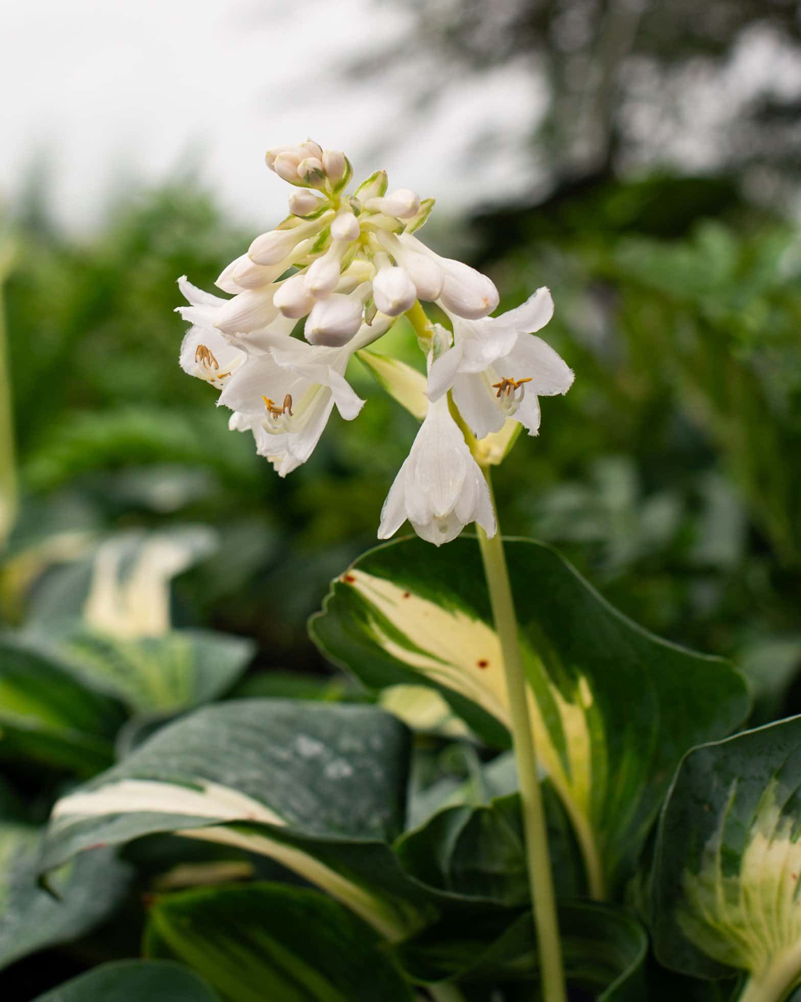 Beach Boy Hosta - Image 5