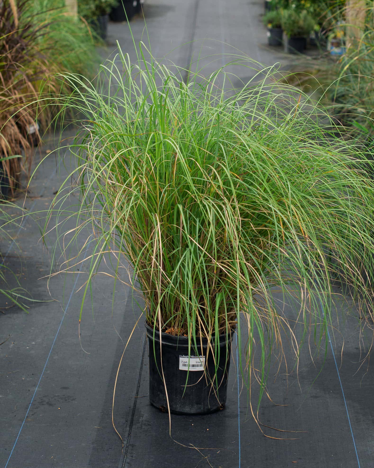 Adagio Miscanthus - Image 3