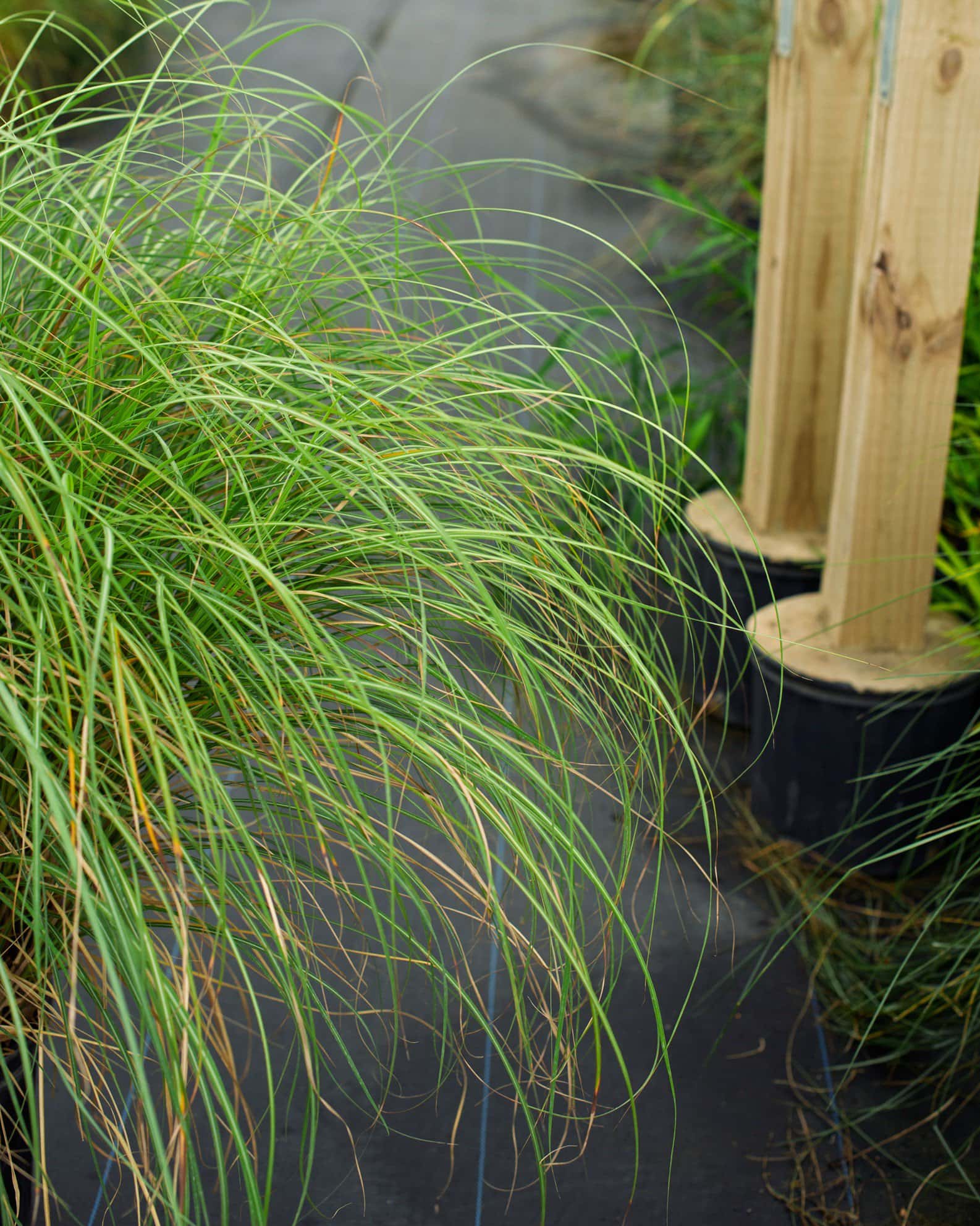 Adagio Miscanthus - Image 4