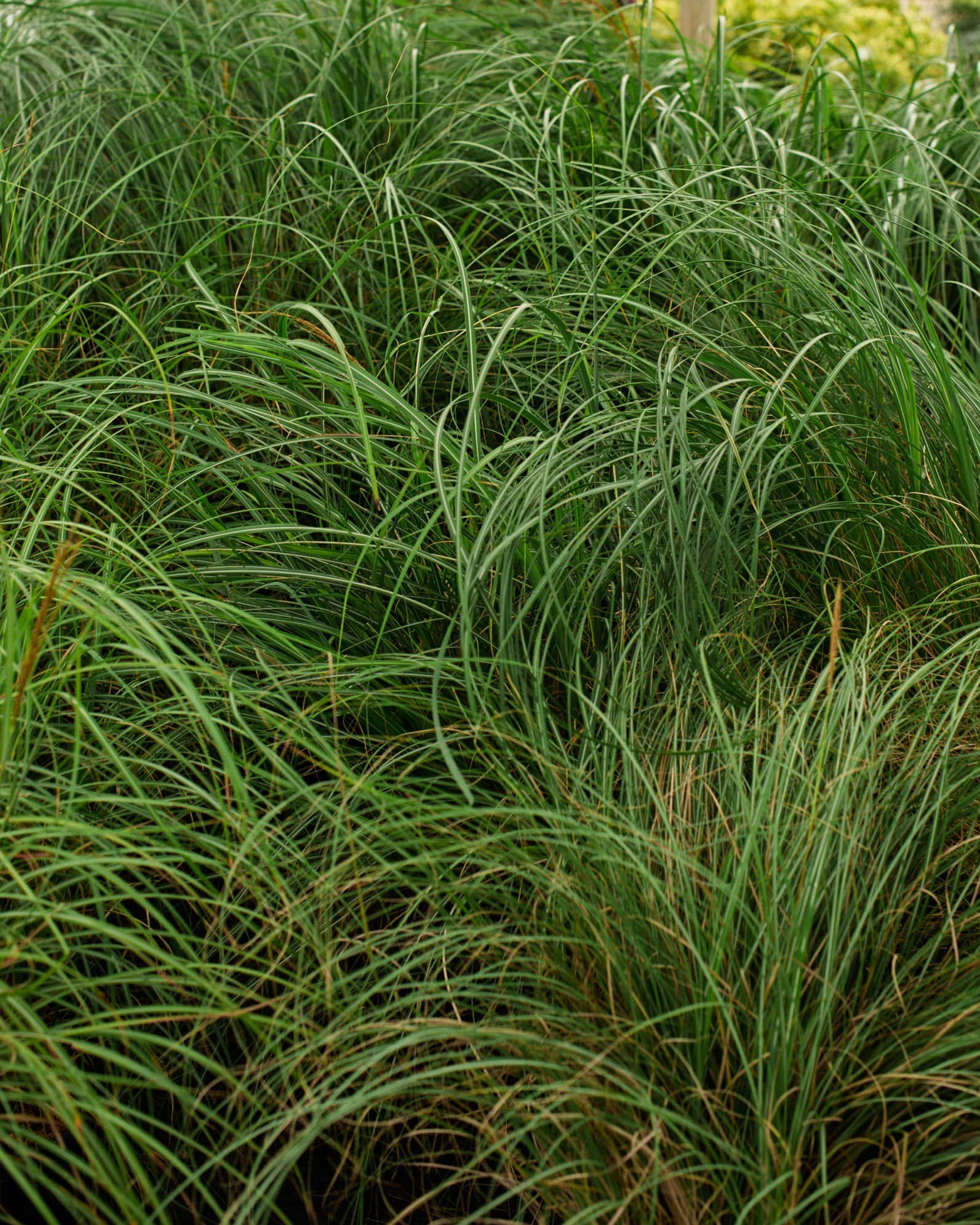 Adagio Miscanthus - Image 5