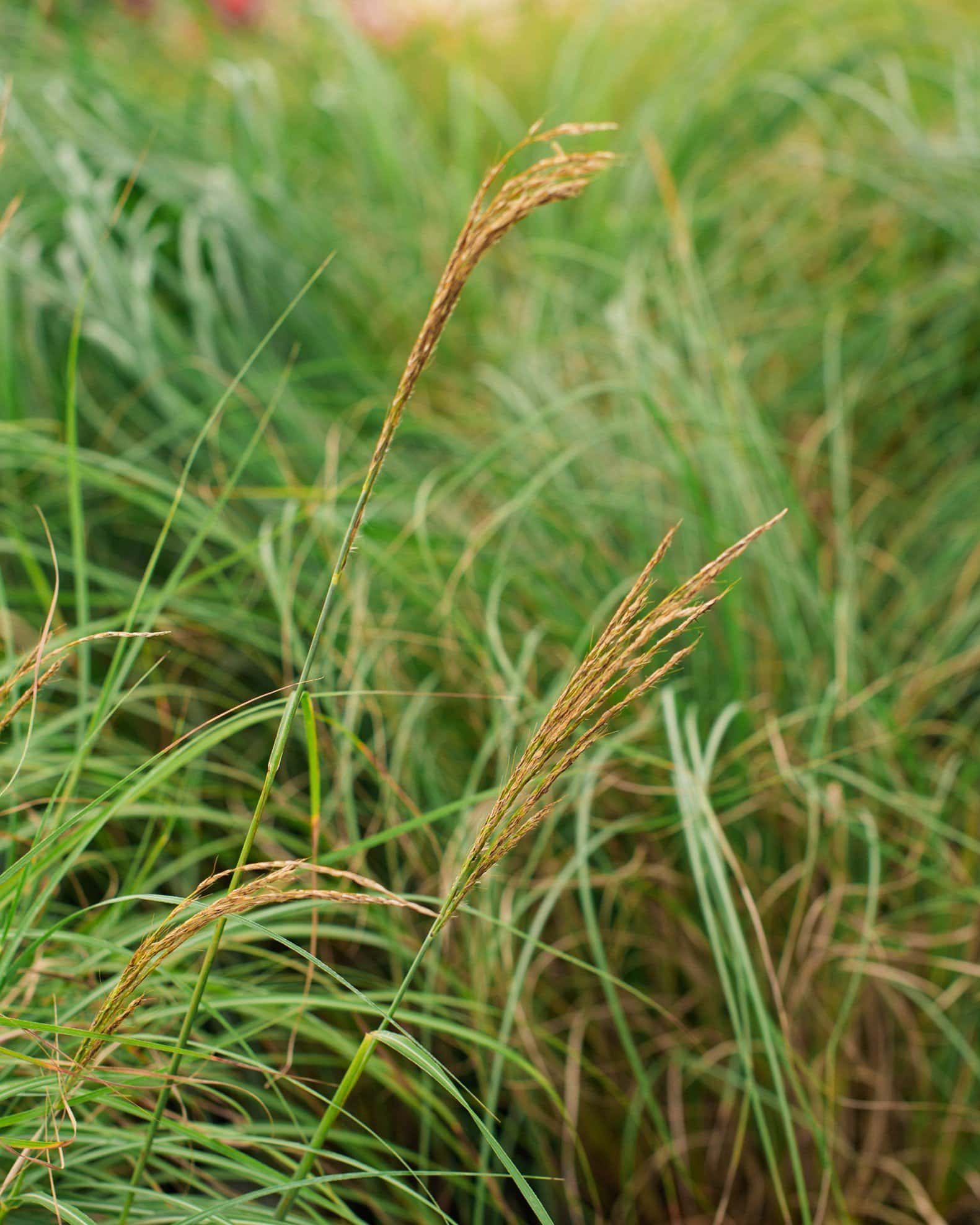 Adagio Miscanthus - Image 6