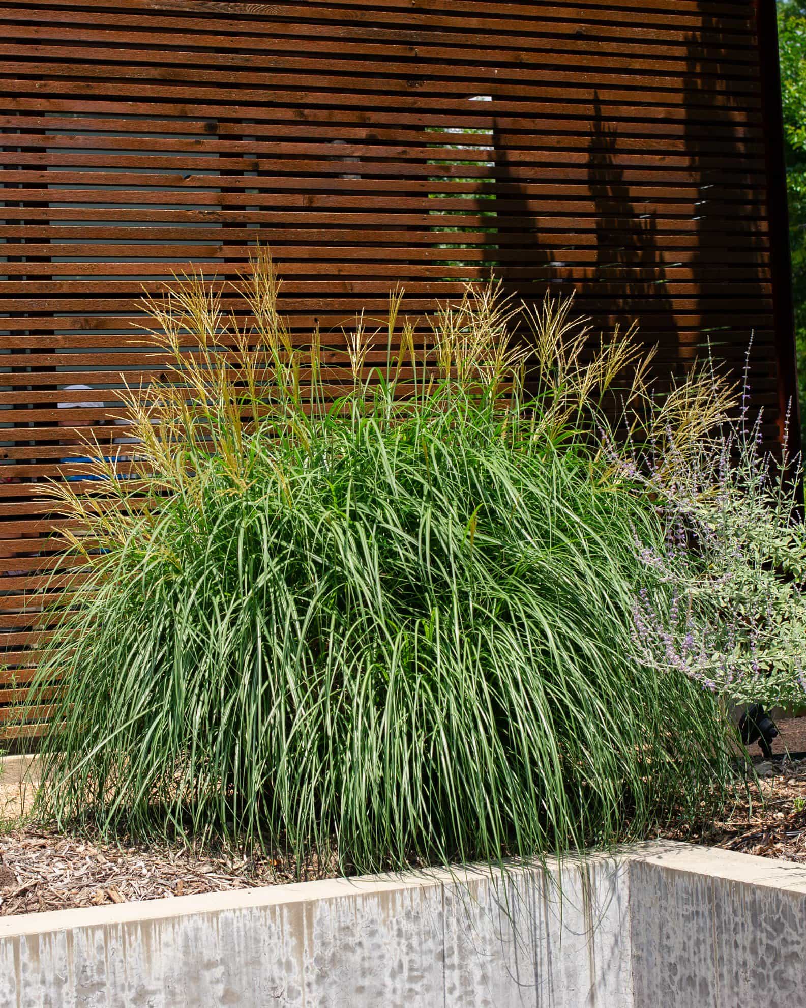 Adagio Miscanthus - view 2