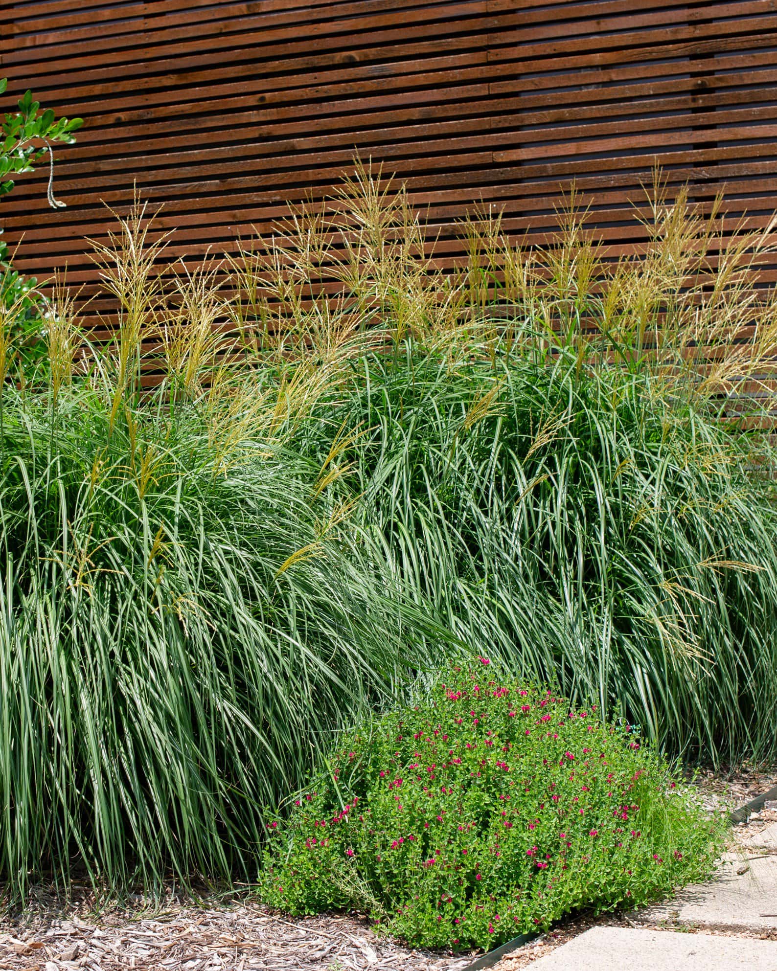 Adagio Miscanthus - Image 2