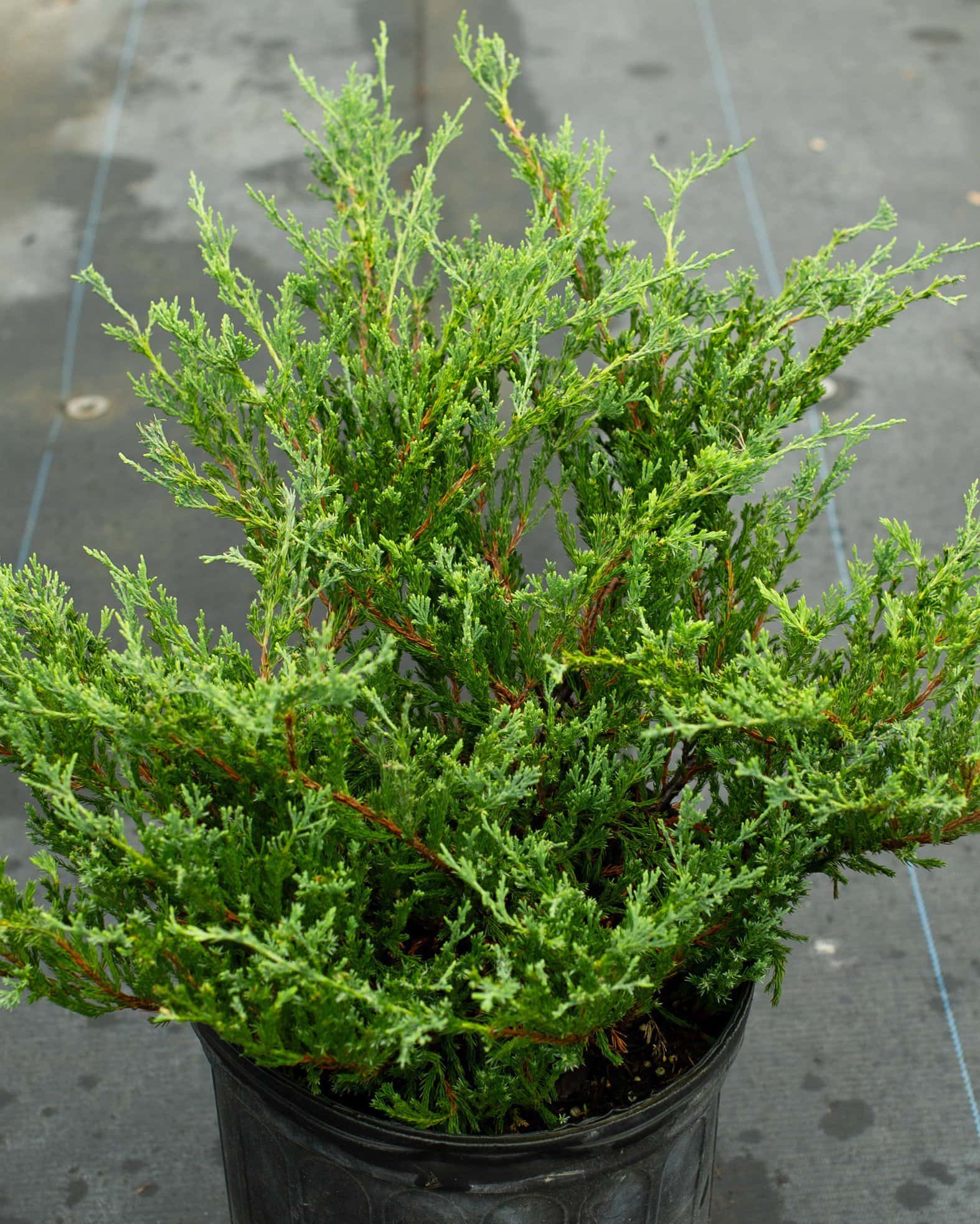 Andorra Juniper - Main Image