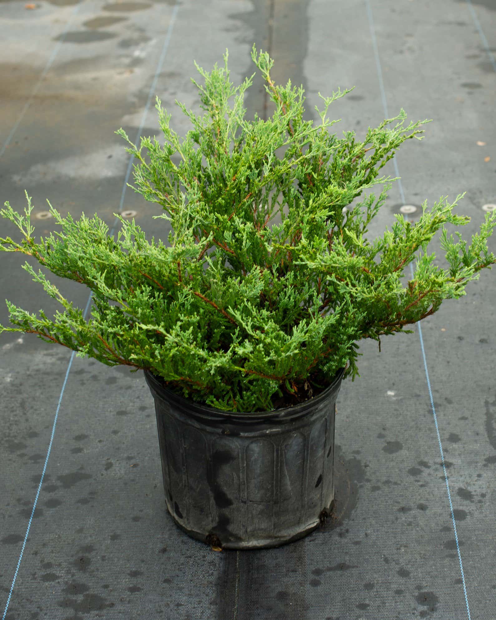 Andorra Juniper - Image 1